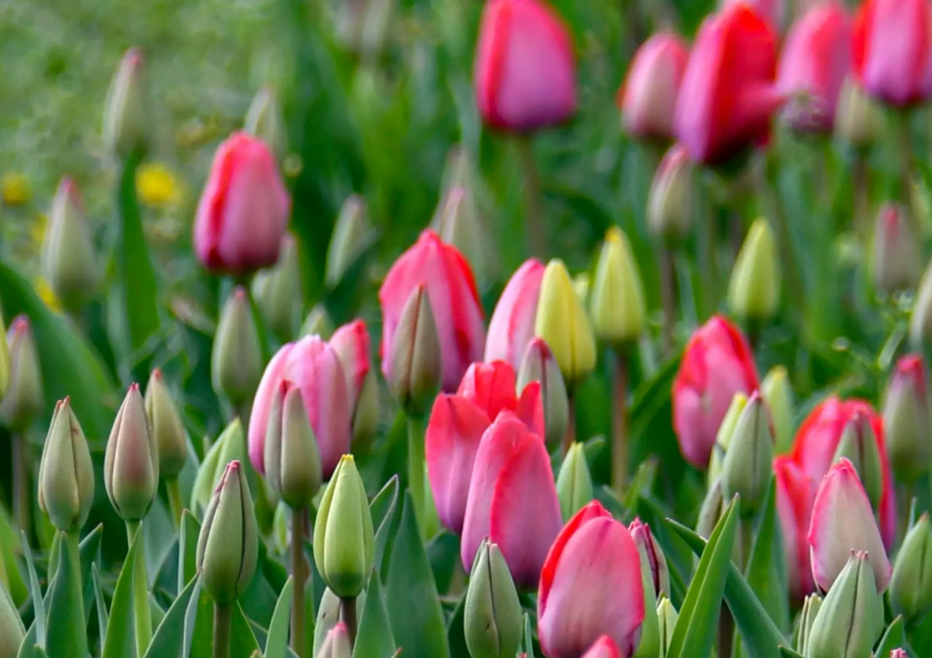 Associer les bulbes selon les hauteurs et les couleurs Associer les bulbes selon les hauteurs et les couleurs