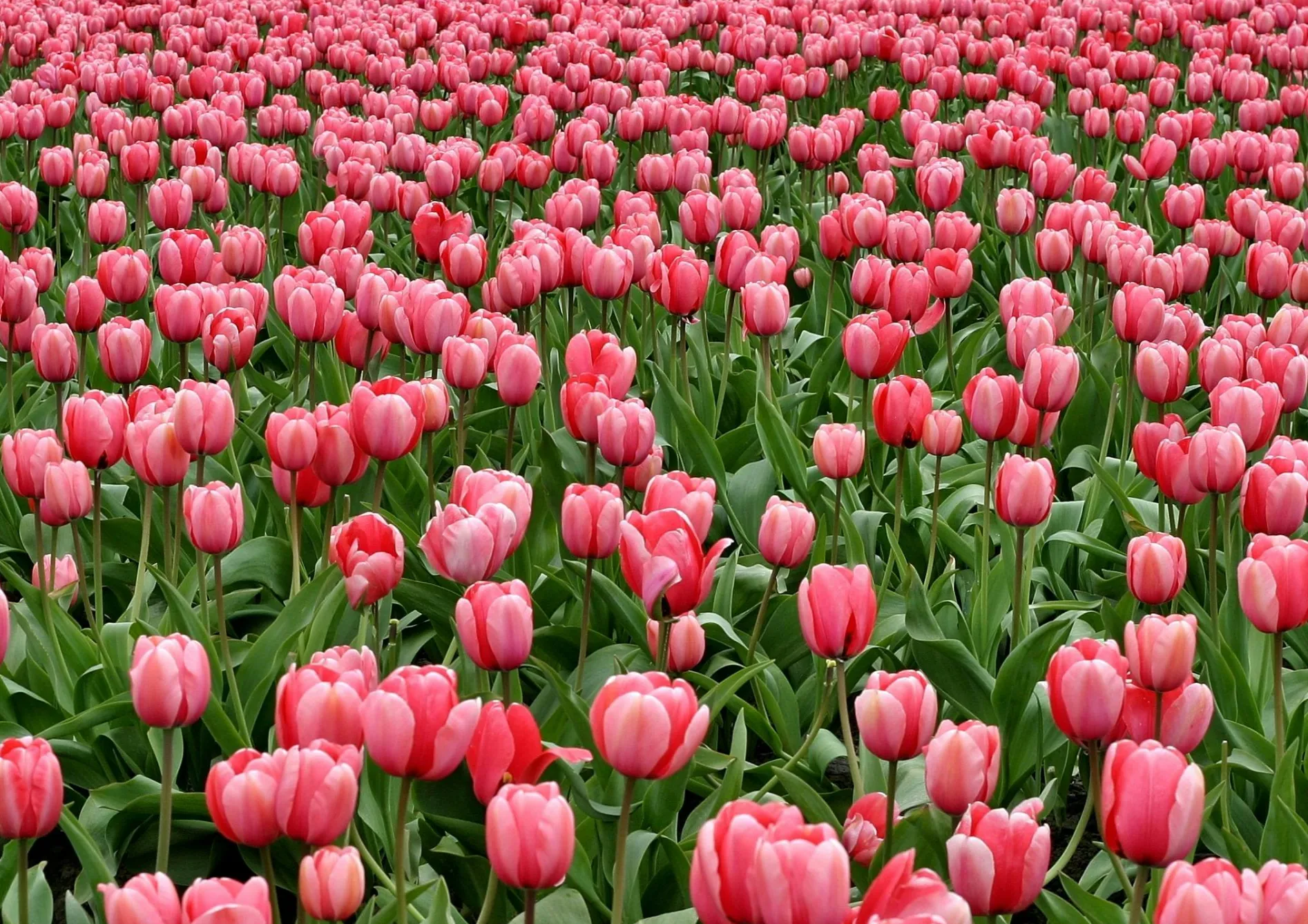 Techniques de plantation pour un jardin de bulbes réussi Techniques de plantation pour un jardin de bulbes réussi