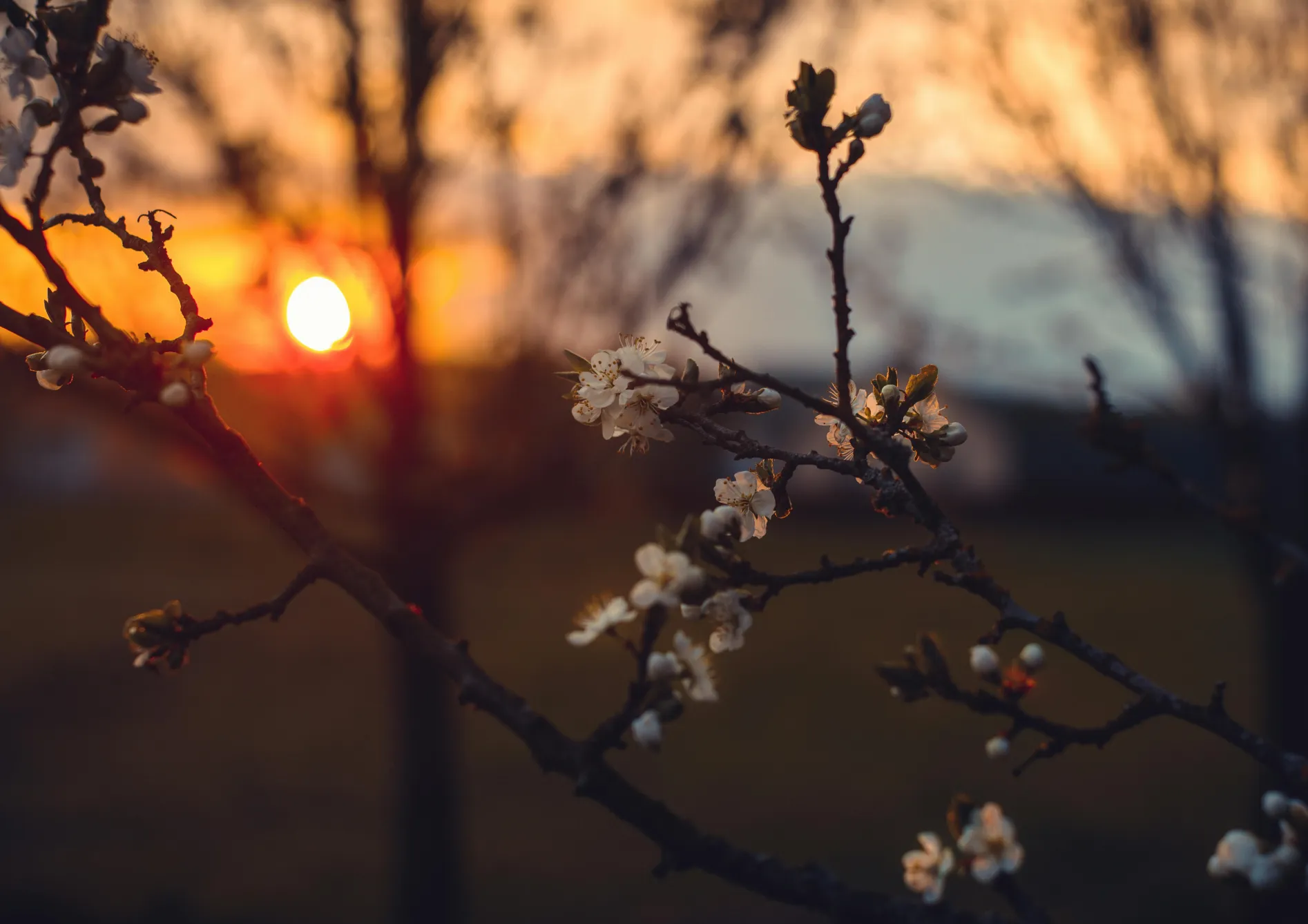 Pourquoi combiner différentes variétés de bulbes d’automne ? Pourquoi combiner différentes variétés de bulbes d’automne ?