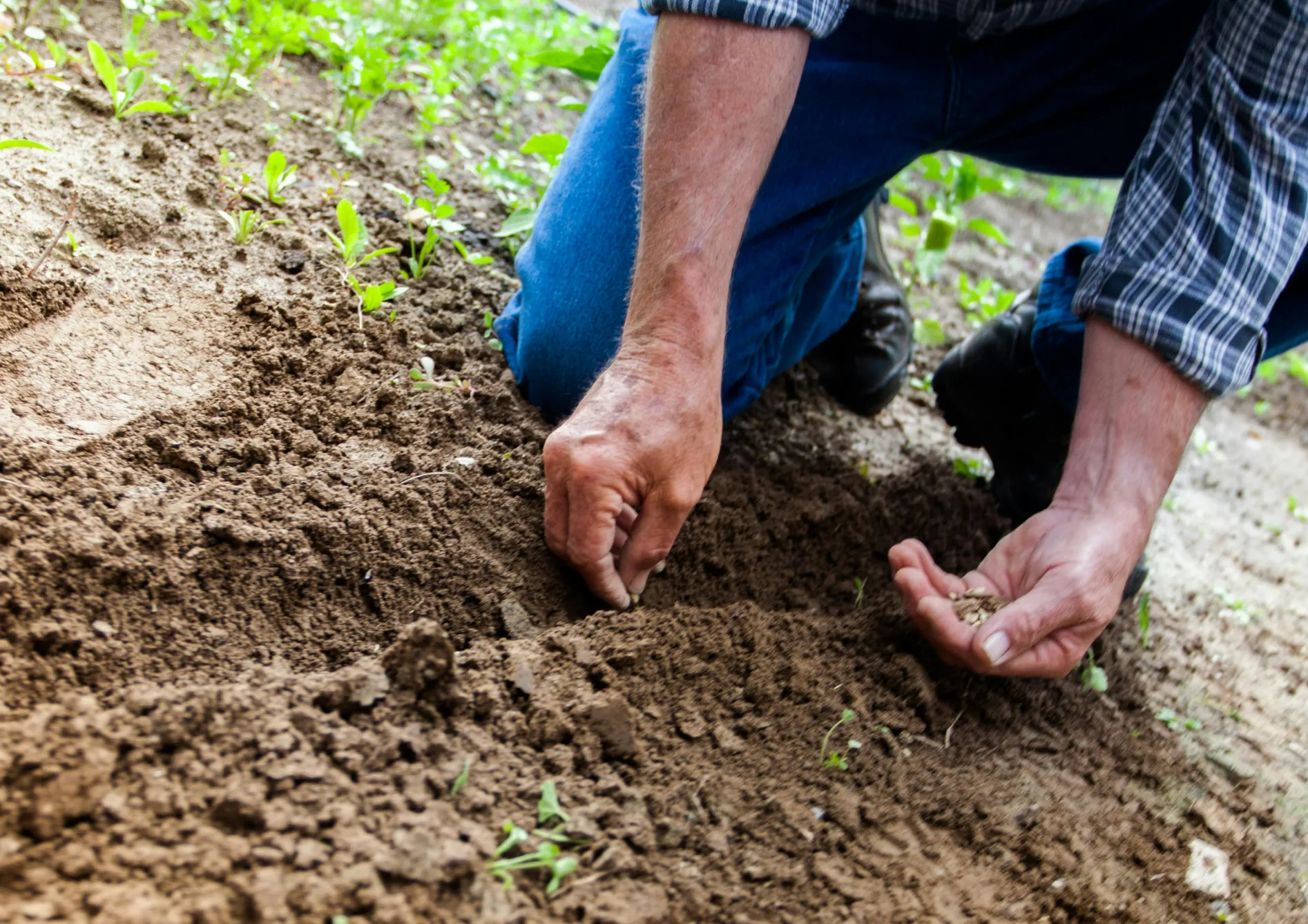 Pourquoi cultiver des fleurs à partir de graines ? Pourquoi cultiver des fleurs à partir de graines ?