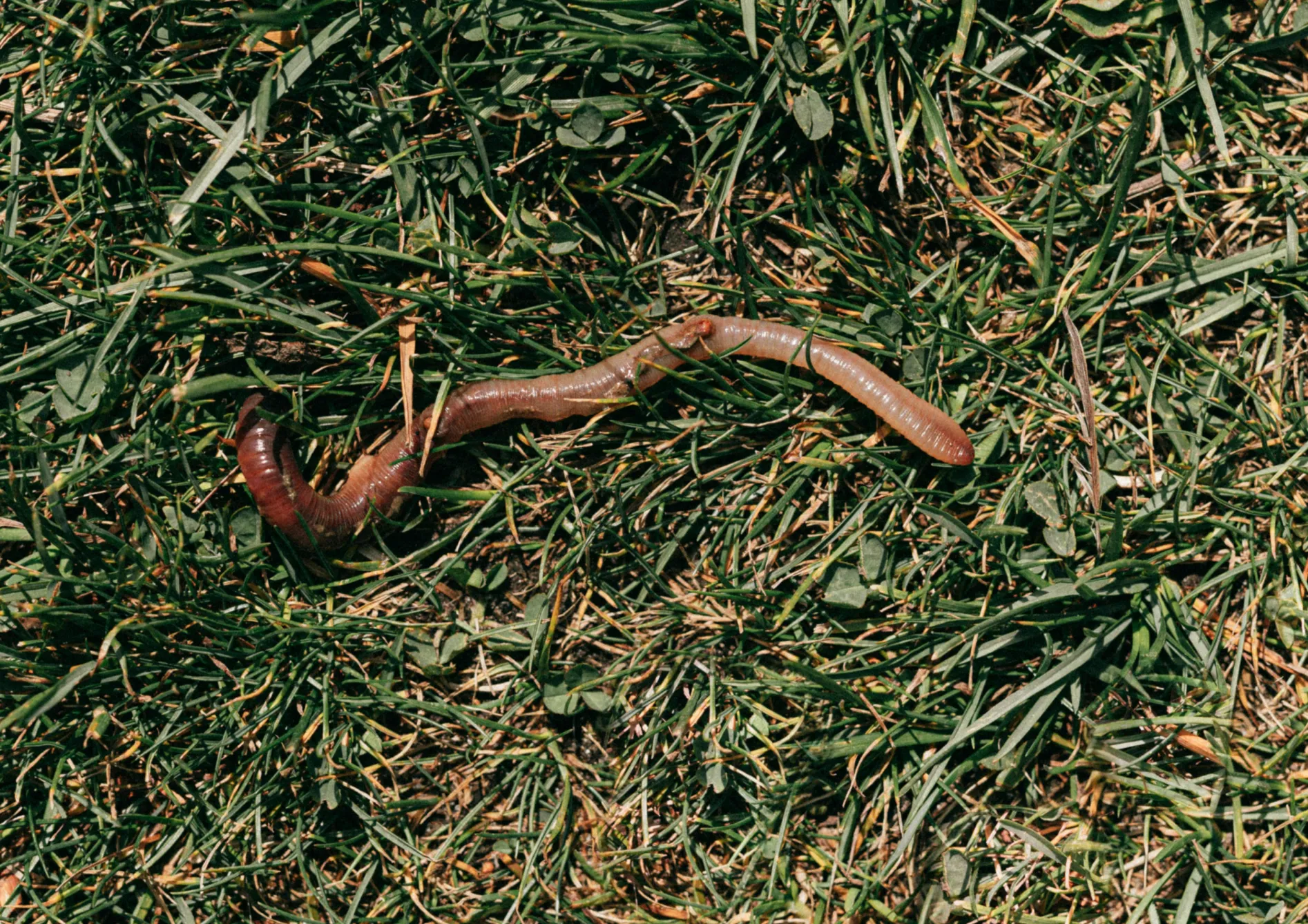 Qu'est-ce que l'engrais vert ? Qu’est-ce que l’engrais vert ?