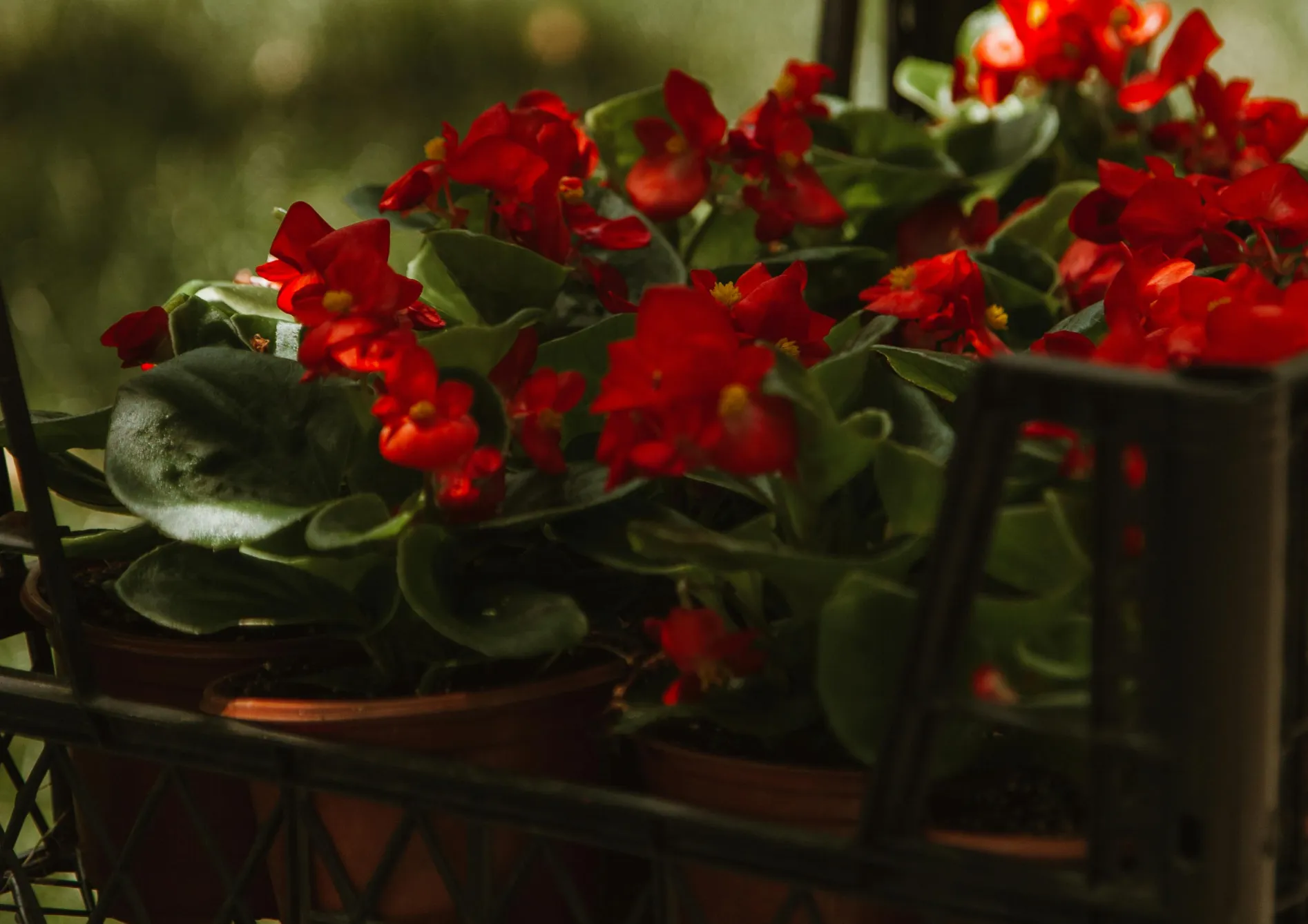 Entretien des jeunes plants et des fleurs annuelles Entretien des jeunes plants et des fleurs annuelles