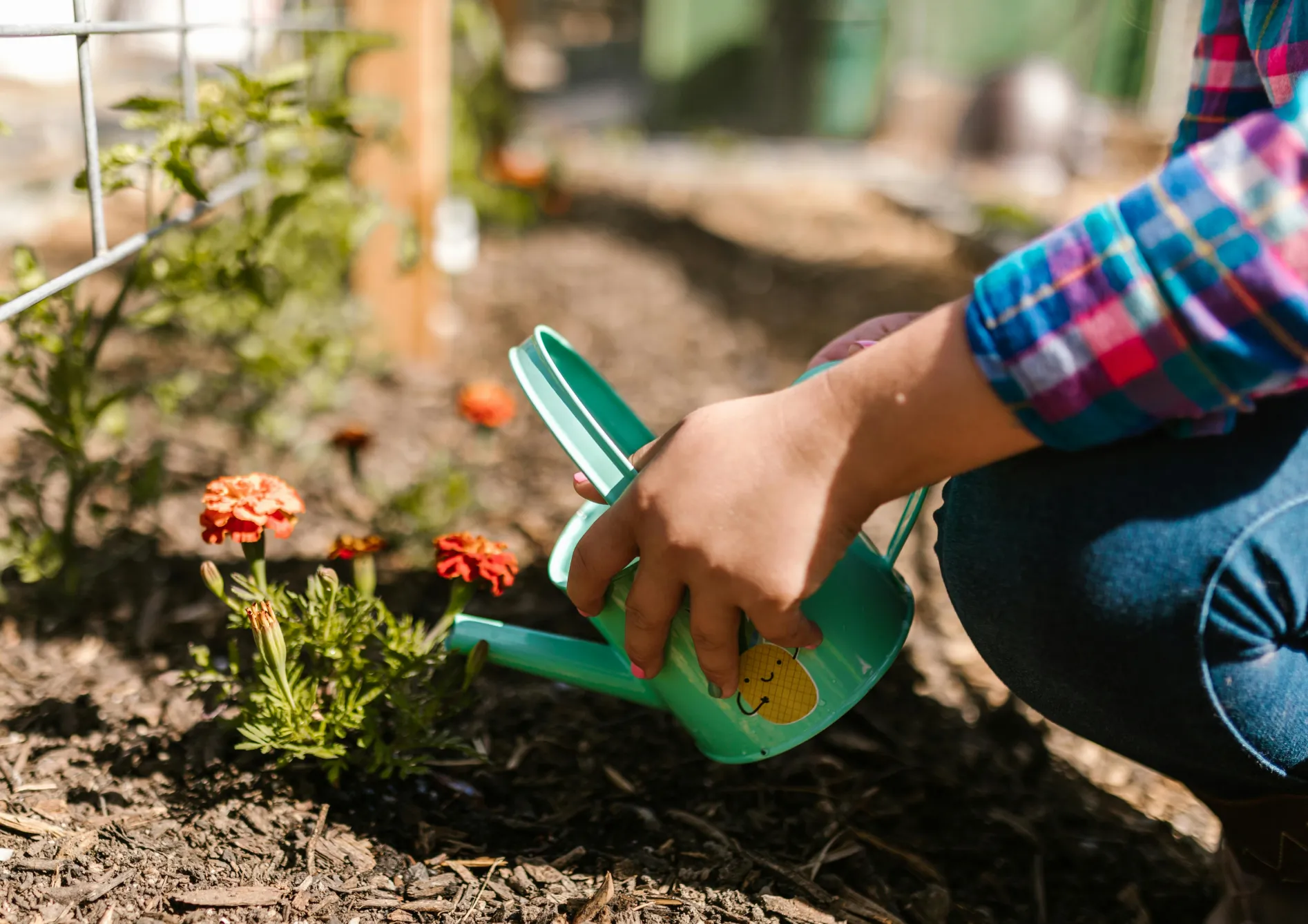Les étapes pour réussir le semis des fleurs annuelles Les étapes pour réussir le semis des fleurs annuelles