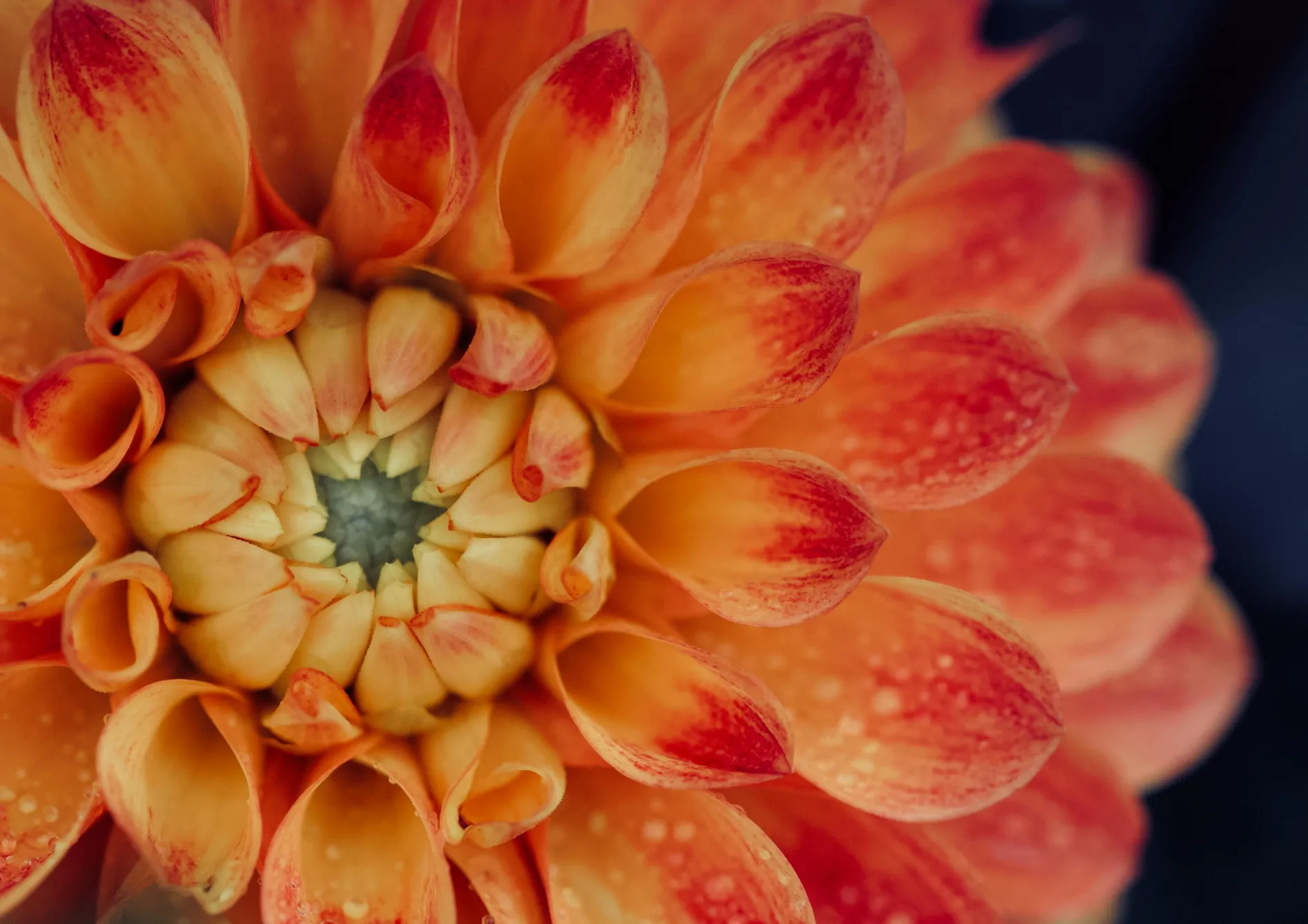 Fertilisation appropriée Fertilisation appropriée