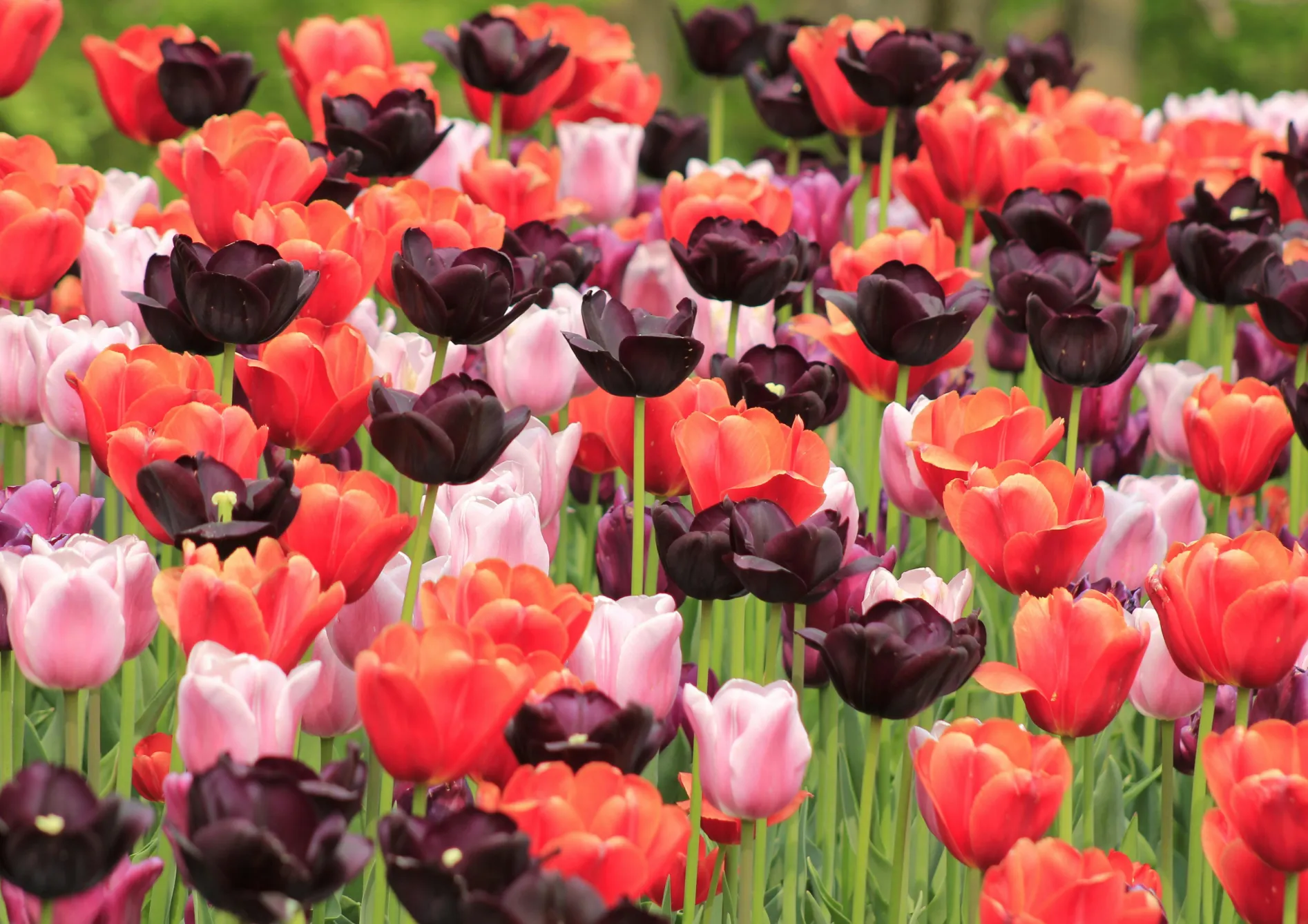 Les fleurs pour le printemps et l’été Les fleurs pour le printemps et l’été
