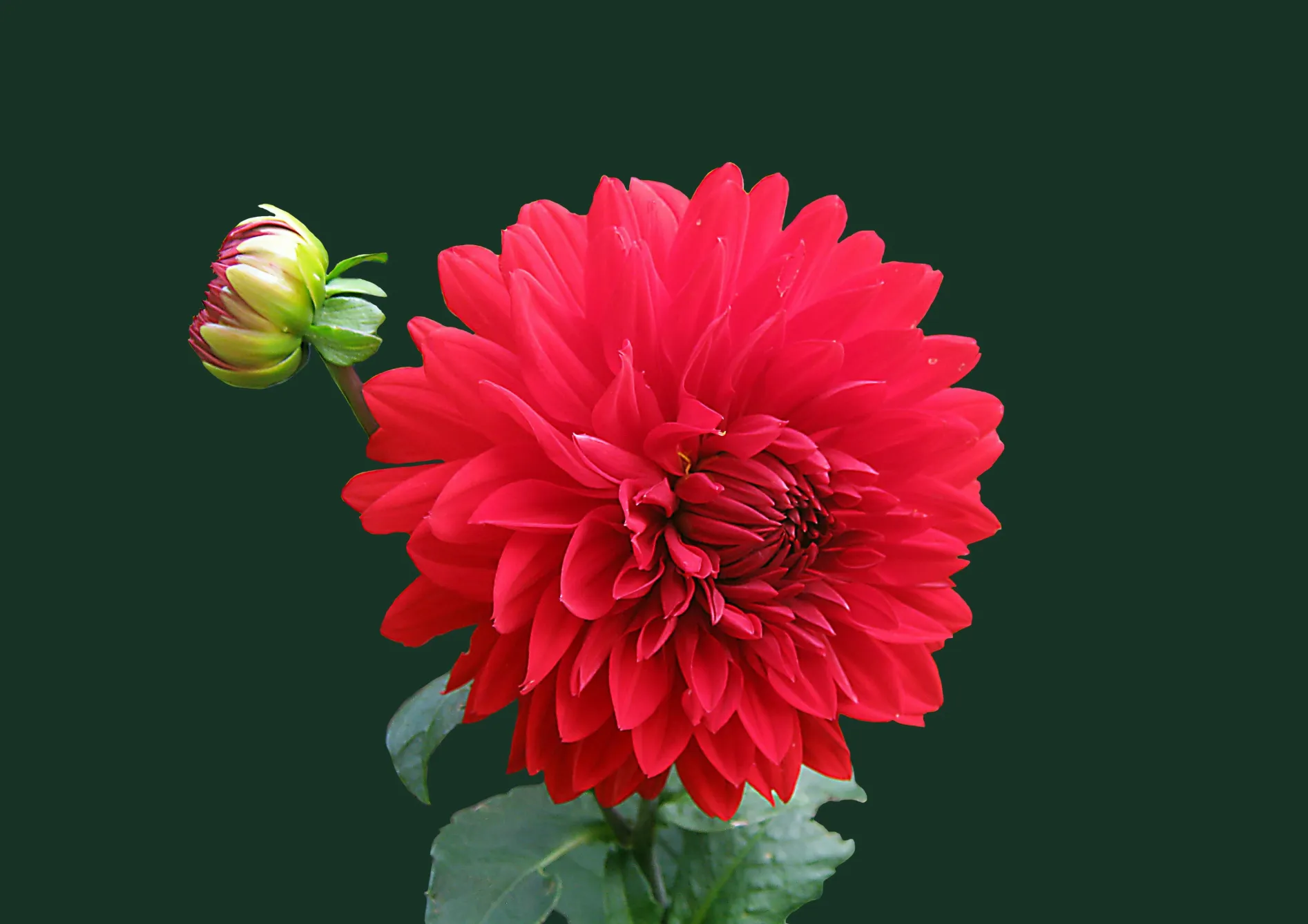 Les fleurs pour la fin de l’été et l’automne Les fleurs pour la fin de l’été et l’automne