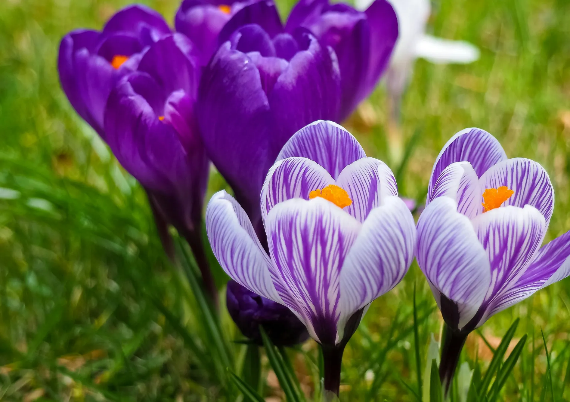 Les fleurs pour la fin de l’hiver et le début du printemps Les fleurs pour la fin de l’hiver et le début du printemps