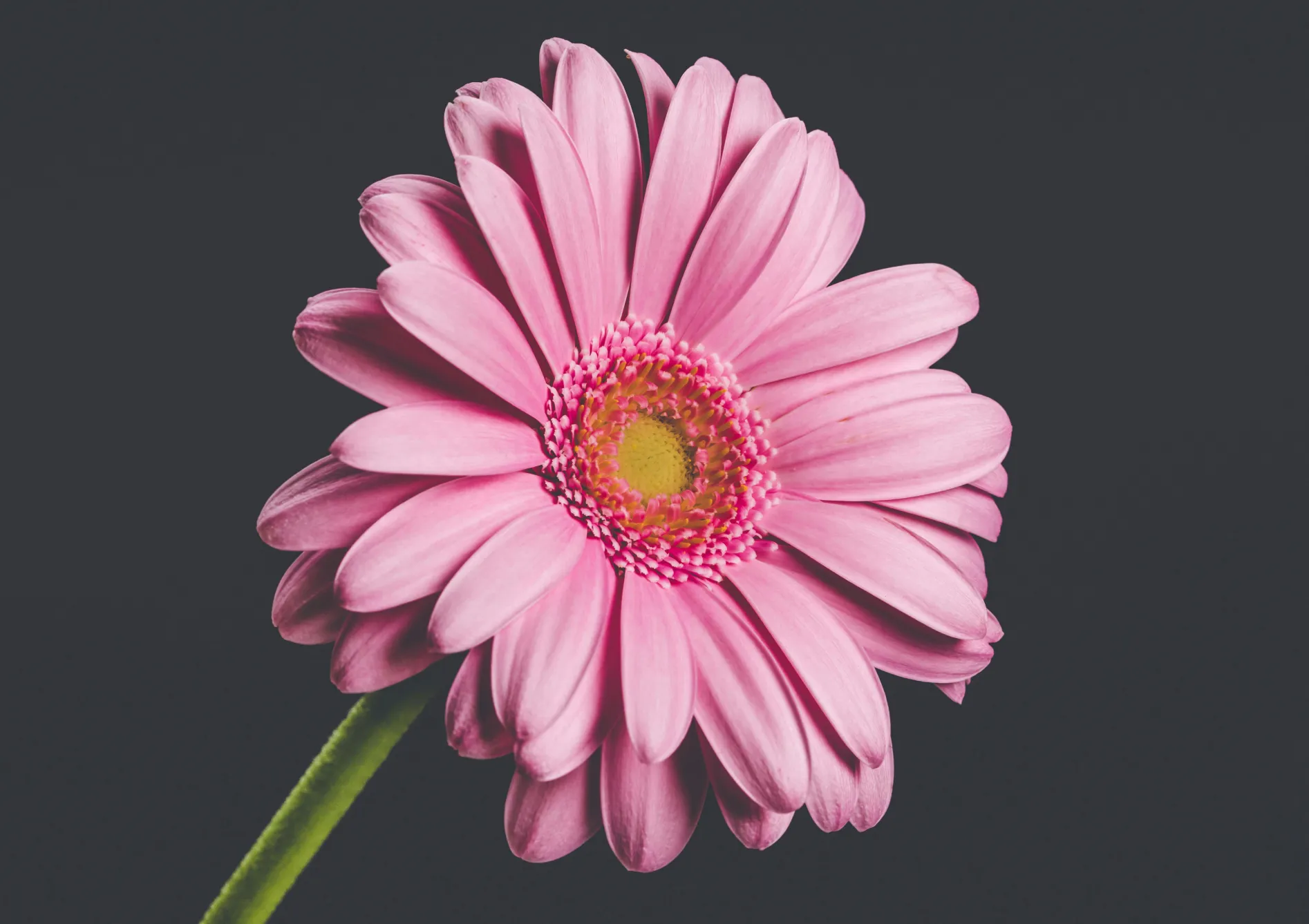 Plante Gerbera Plante Gerbera