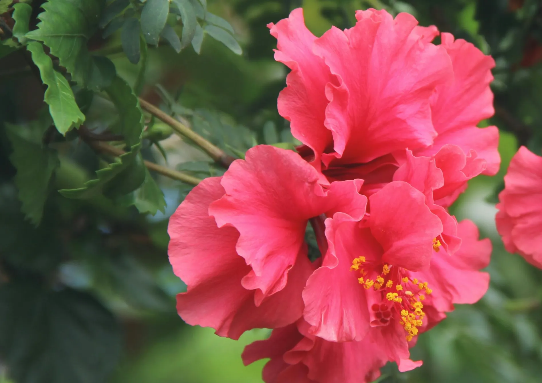 Plante Hibiscus d'intérieur Plante Hibiscus d’intérieur