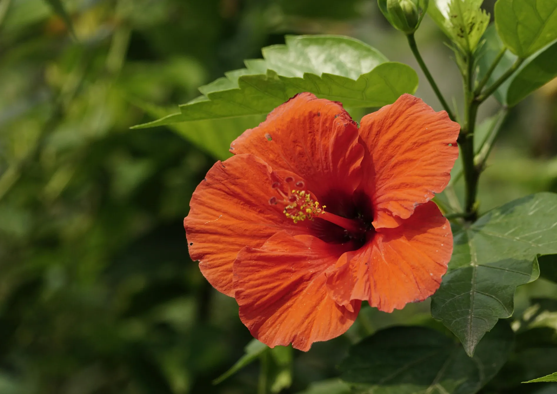 Plante Hibiscus Rosa-Sinensis Plante Hibiscus Rosa-Sinensis