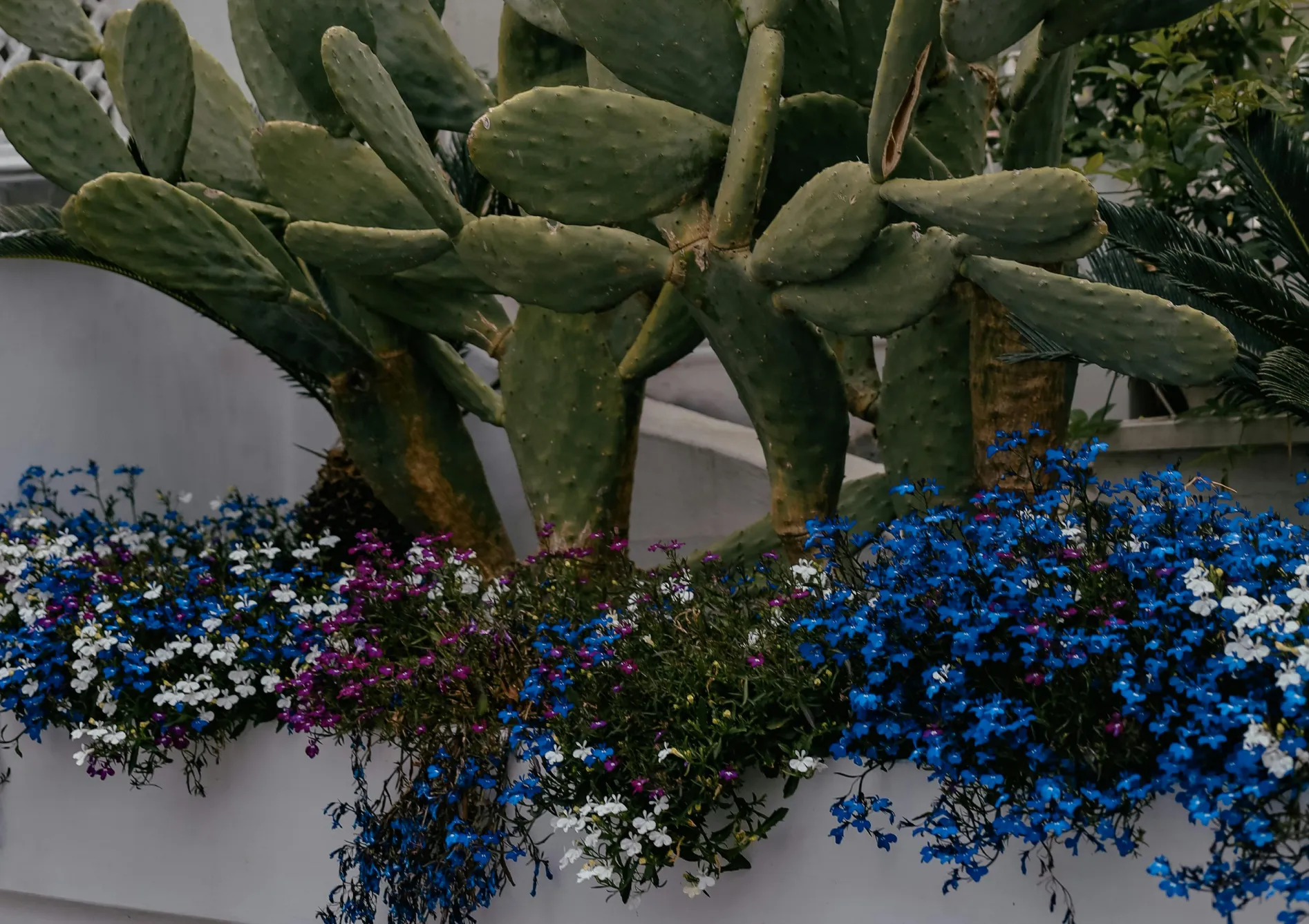Les meilleures plantes pour un jardin méditerranéen Les meilleures plantes pour un jardin méditerranéen