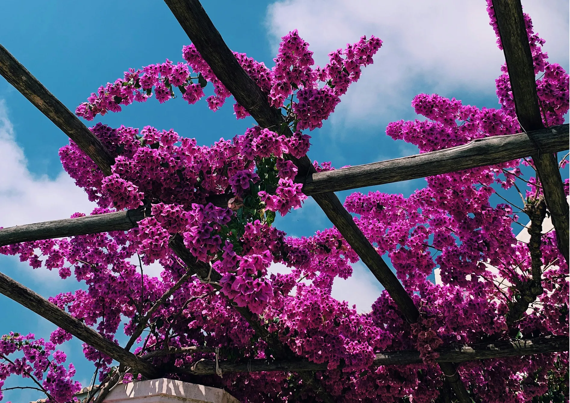 Pourquoi créer un jardin méditerranéen ? Pourquoi créer un jardin méditerranéen ?