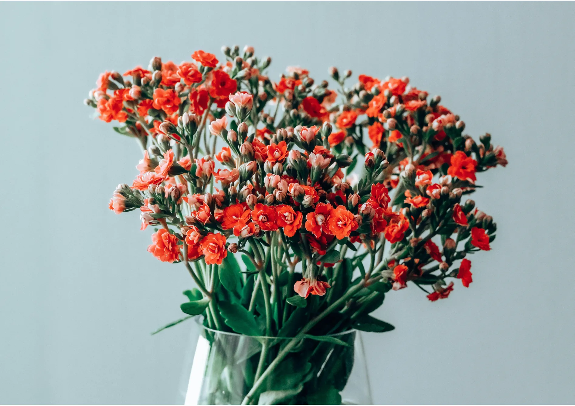 Plante Kalanchoé Plante Kalanchoé