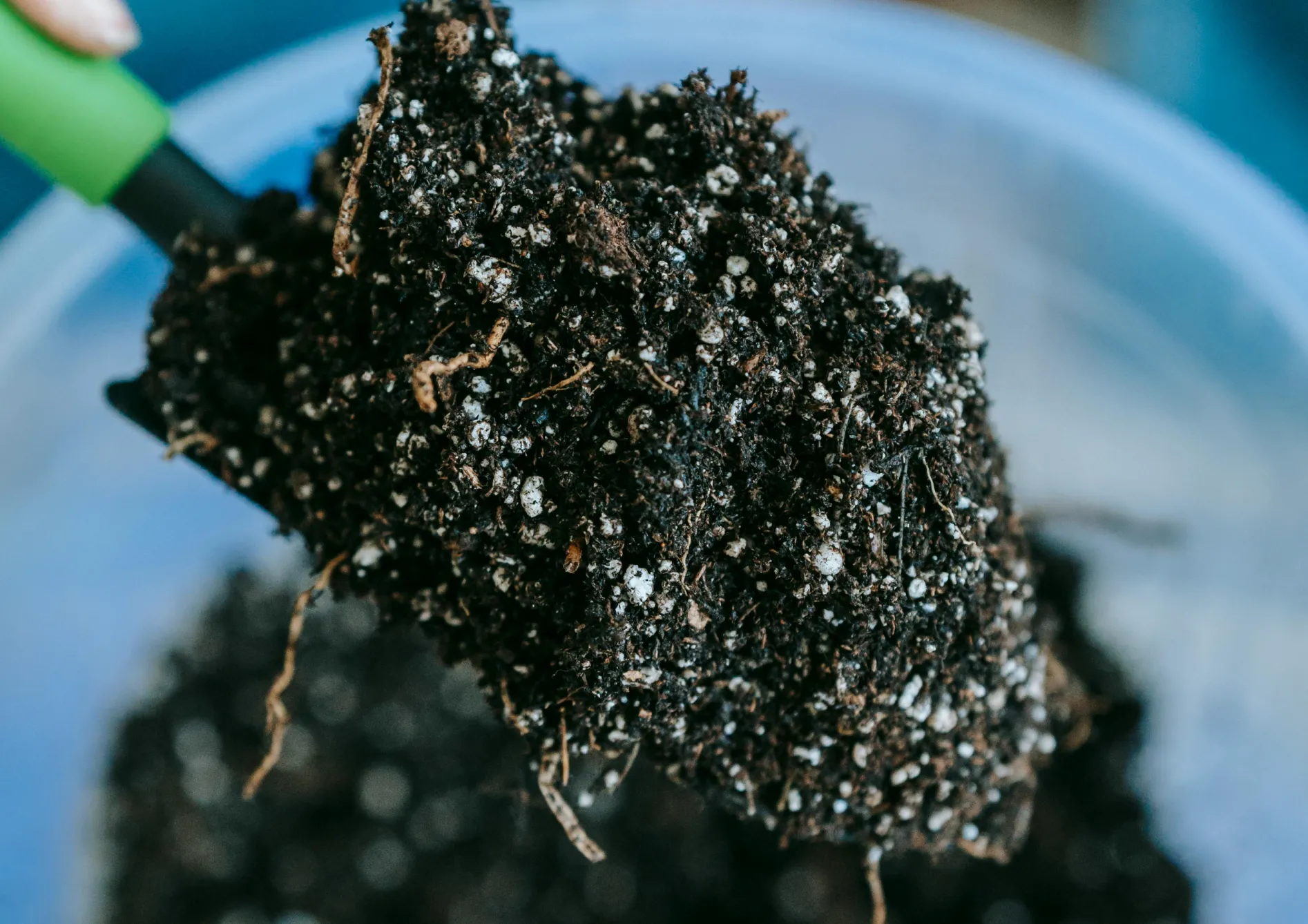 Les meilleures graines d’engrais vert pour l’automne Les meilleures graines d’engrais vert pour l’automne