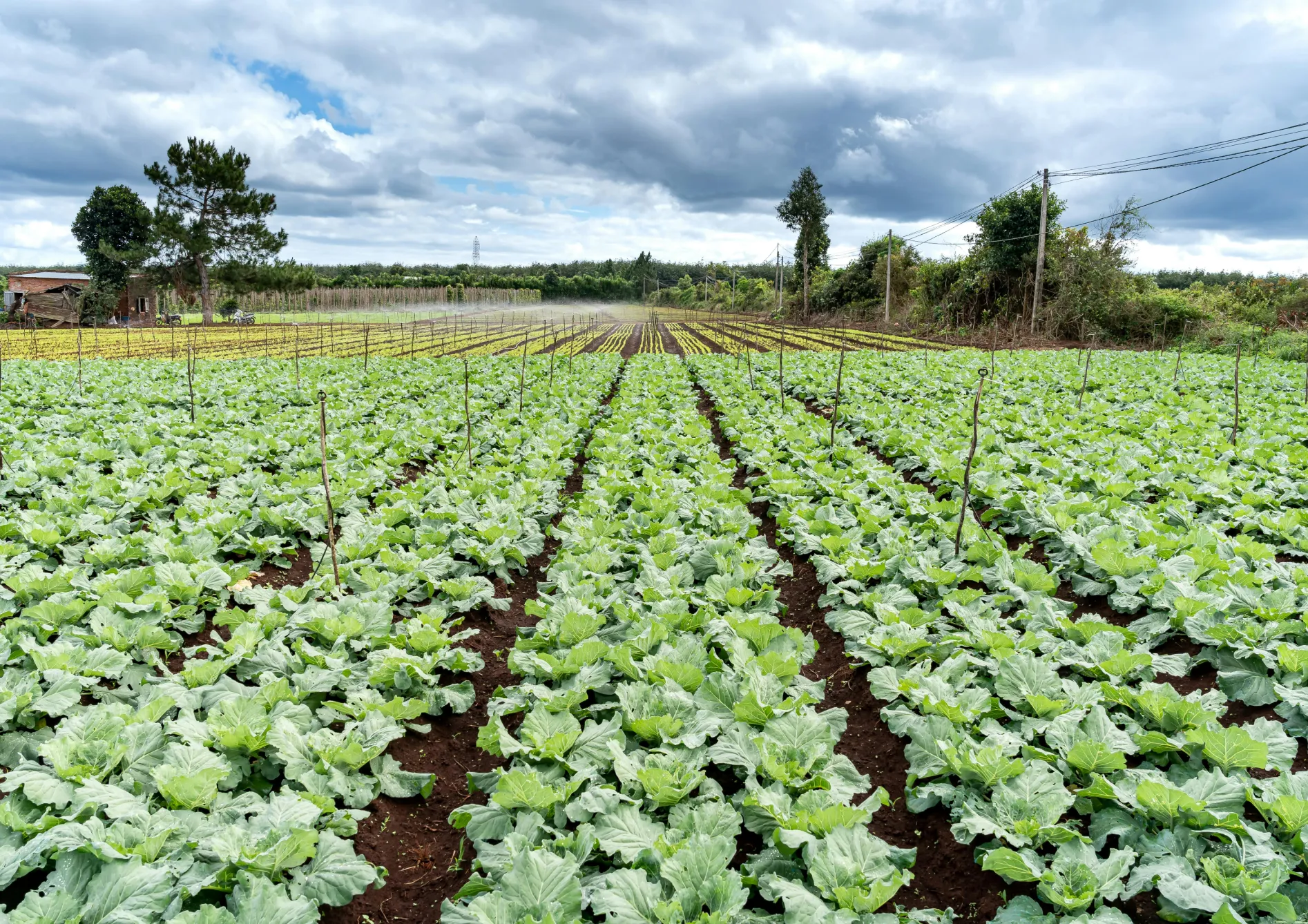 Les meilleures graines d’engrais vert pour l’été Les meilleures graines d’engrais vert pour l’été