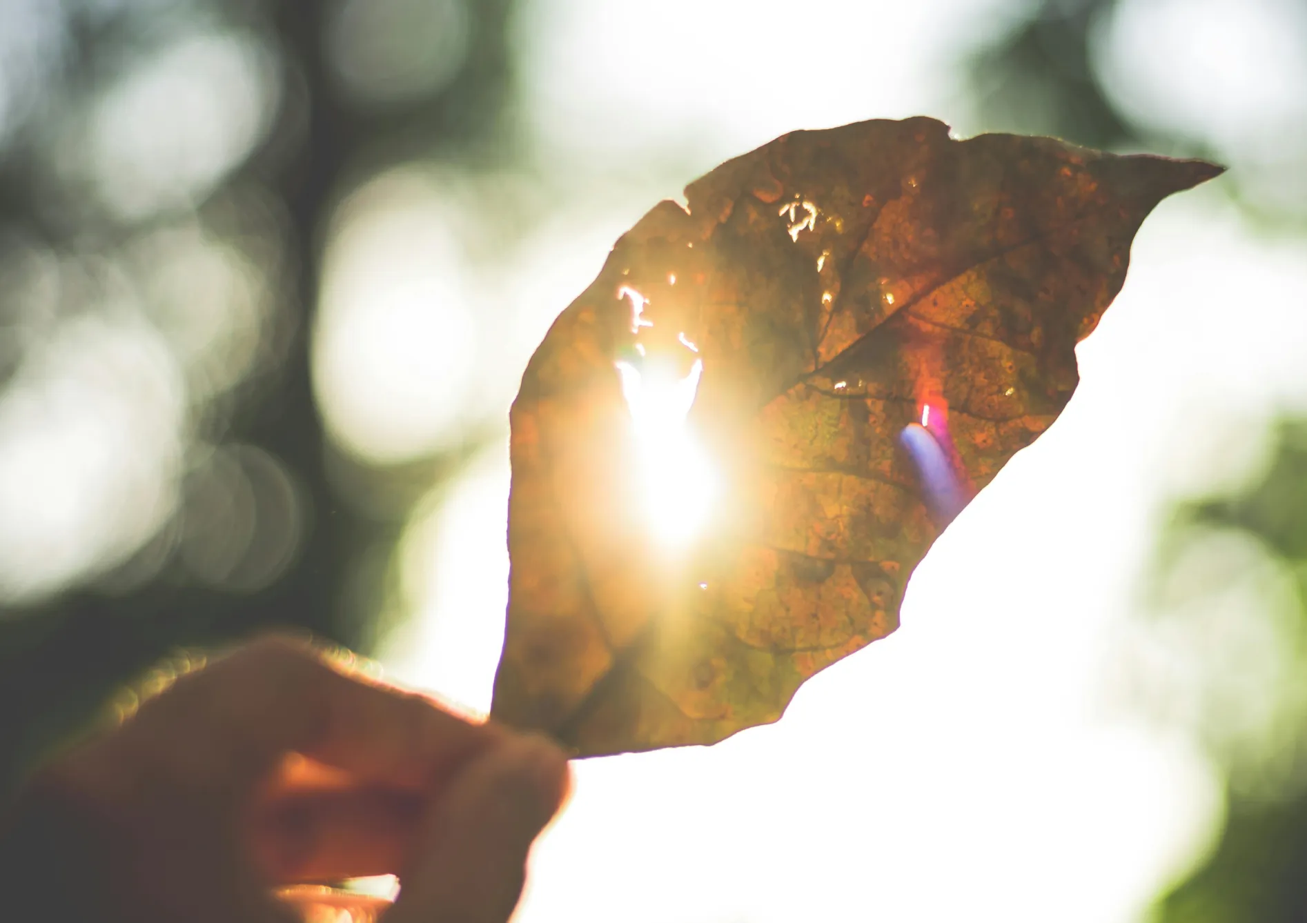 Comprendre la lumière pour les plantes Comprendre la lumière pour les plantes