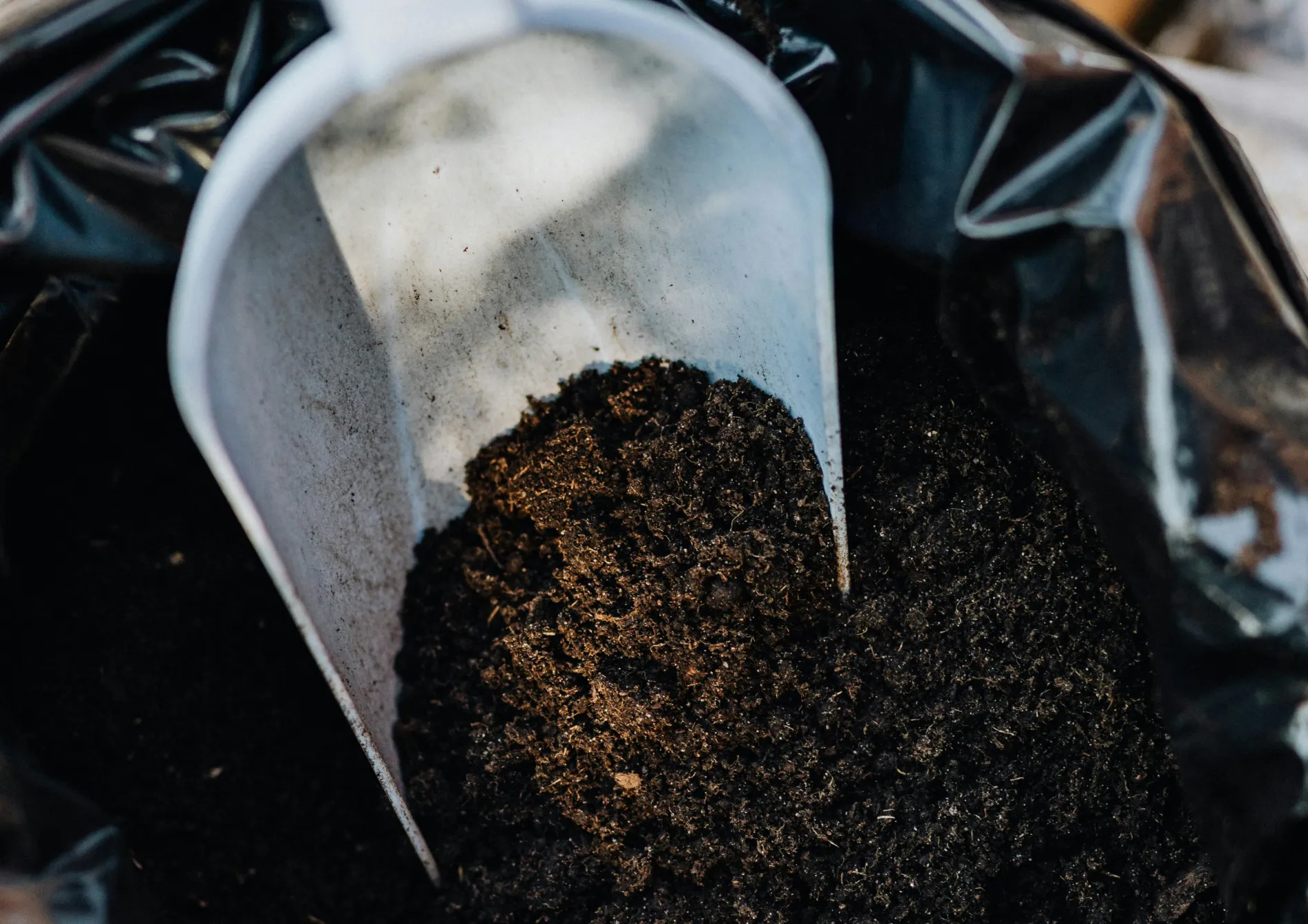Les meilleures graines d’engrais vert pour le printemps Les meilleures graines d’engrais vert pour le printemps