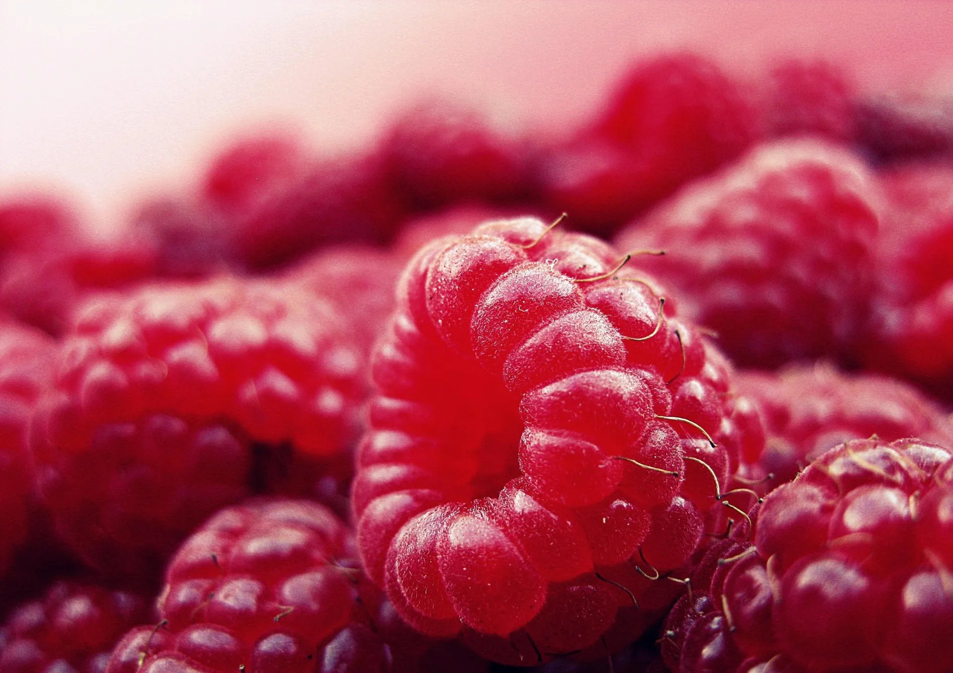 Étapes pour créer une pergola fruitière Étapes pour créer une pergola fruitière