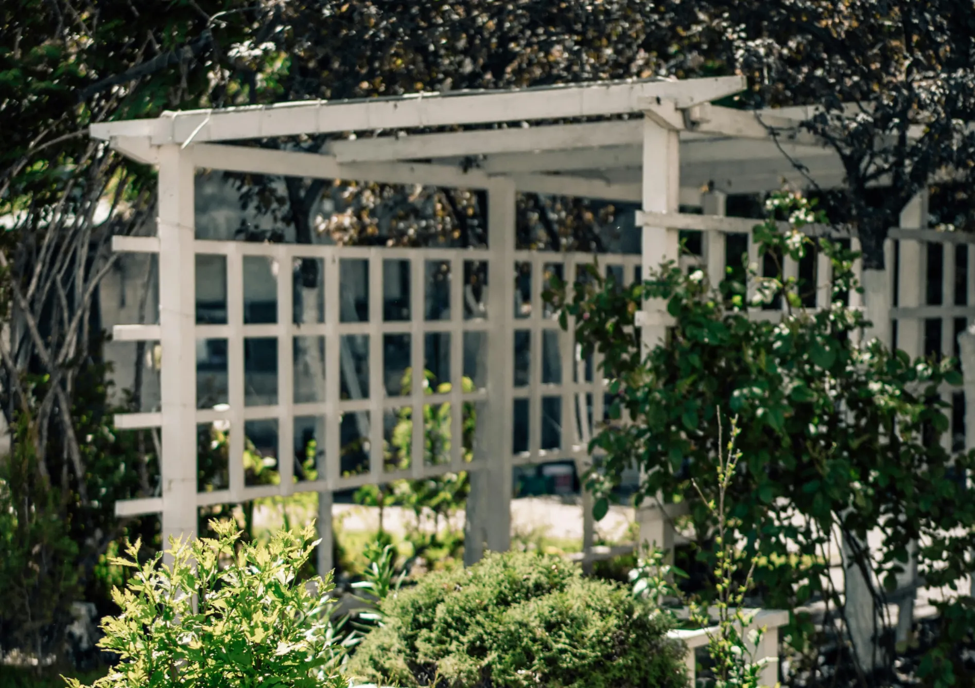 Récolter les fruits de la pergola Récolter les fruits de la pergola