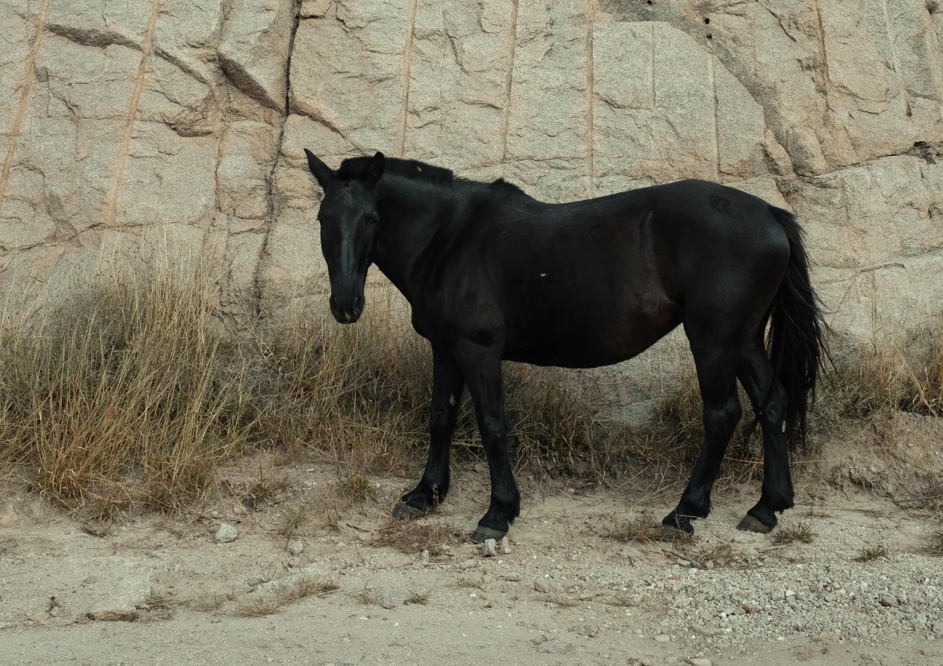 Les meilleures variétés de semences fourragères pour améliorer la qualité du sol Les meilleures variétés de semences fourragères pour améliorer la qualité du sol