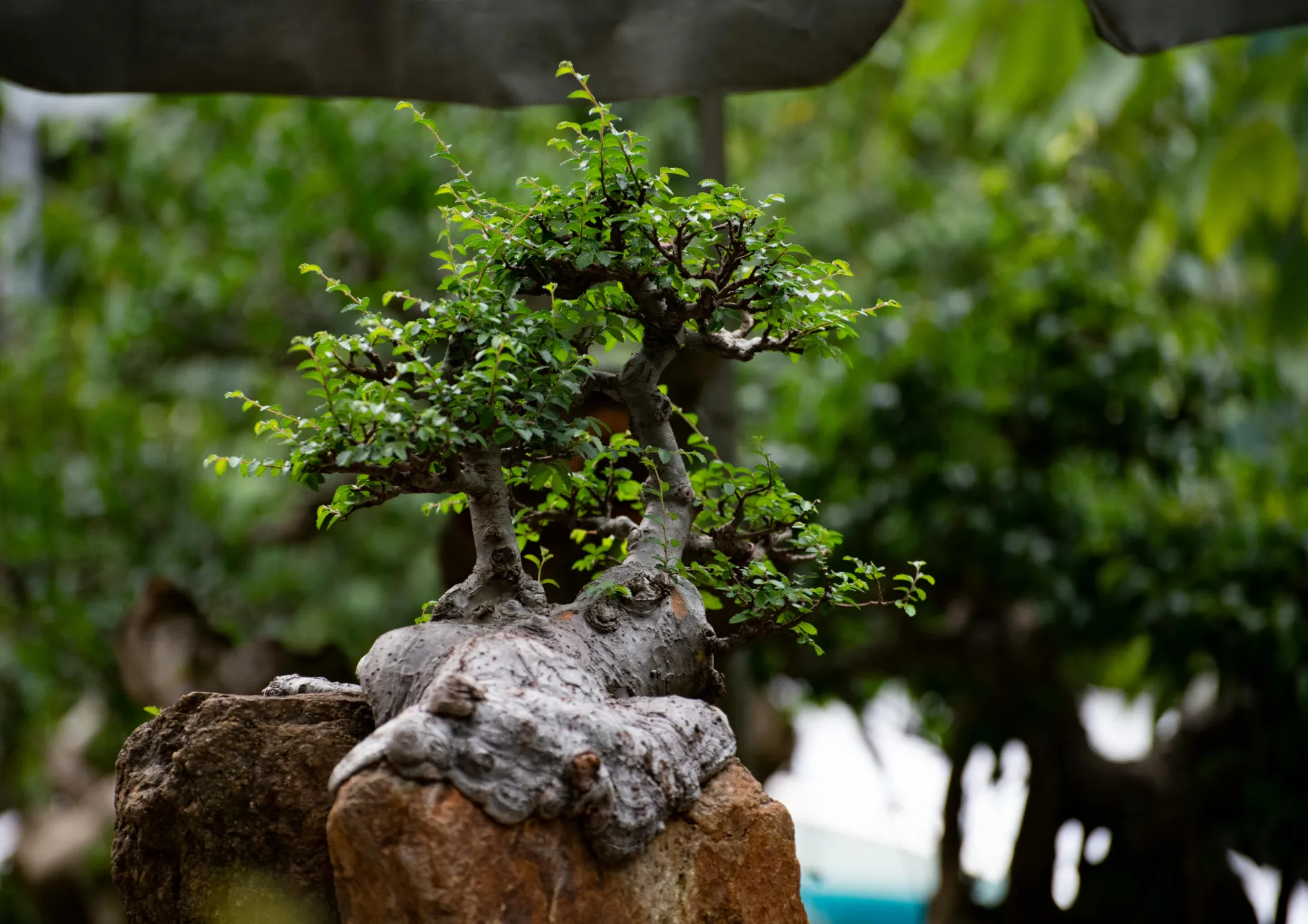 Les meilleures espèces d'arbres pour les bonsaïs d'extérieur Les meilleures espèces d’arbres pour les bonsaïs d’extérieur
