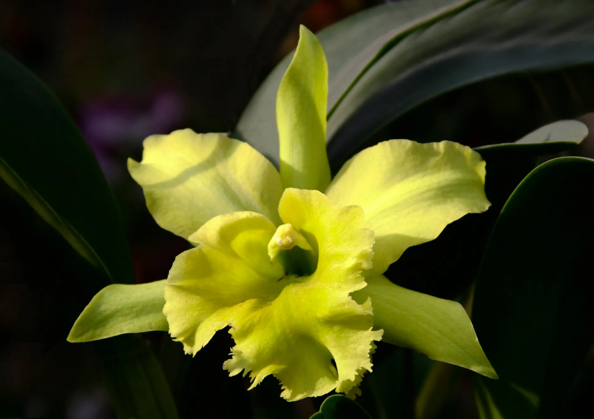 Orchidées Cattleya : La reine des orchidées Orchidées Cattleya : La reine des orchidées