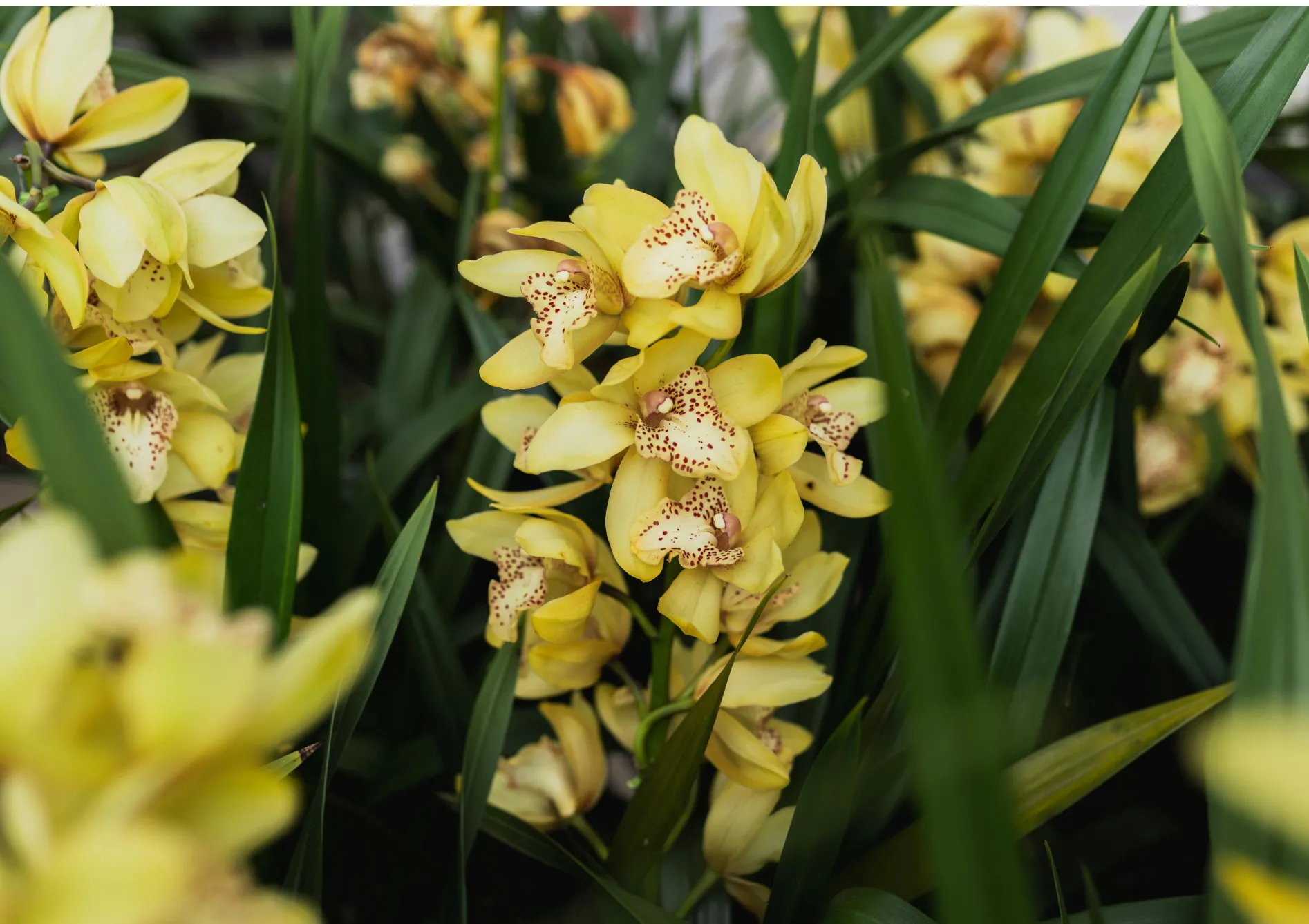 Orchidées Cymbidium : Résistantes et floraison hivernale Orchidées Cymbidium : Résistantes et floraison hivernale