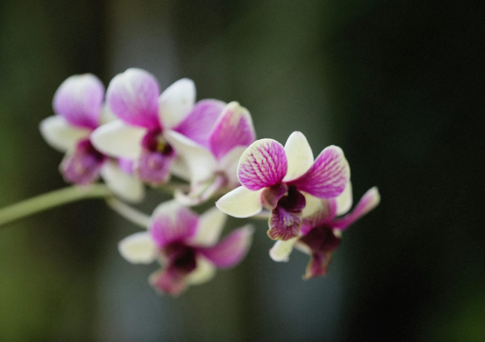 Orchidées Dendrobium : Diversité et beauté Orchidées Dendrobium : Diversité et beauté
