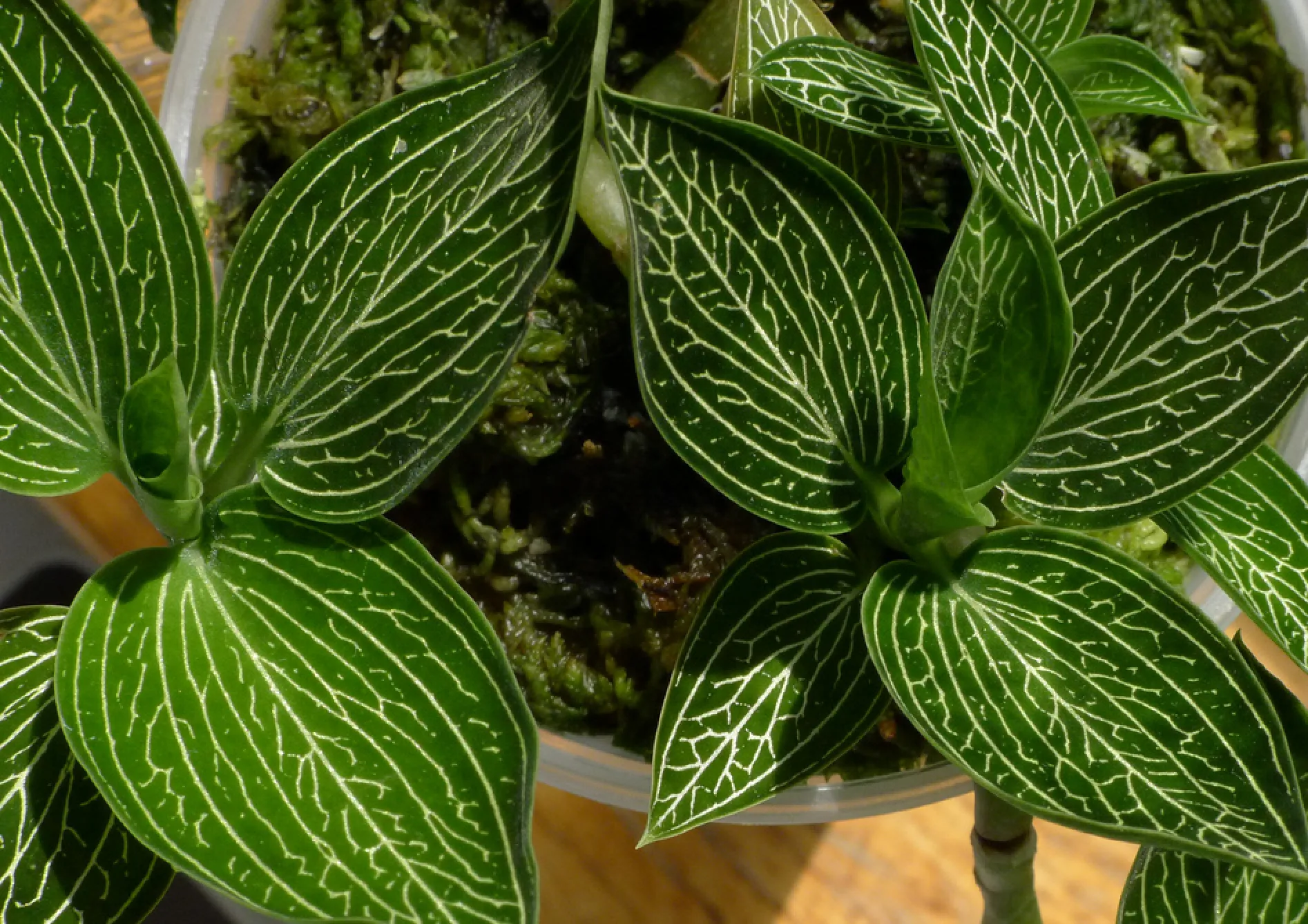 Orchidées Ludisia : Orchidées bijoux Orchidées Ludisia : Orchidées bijoux