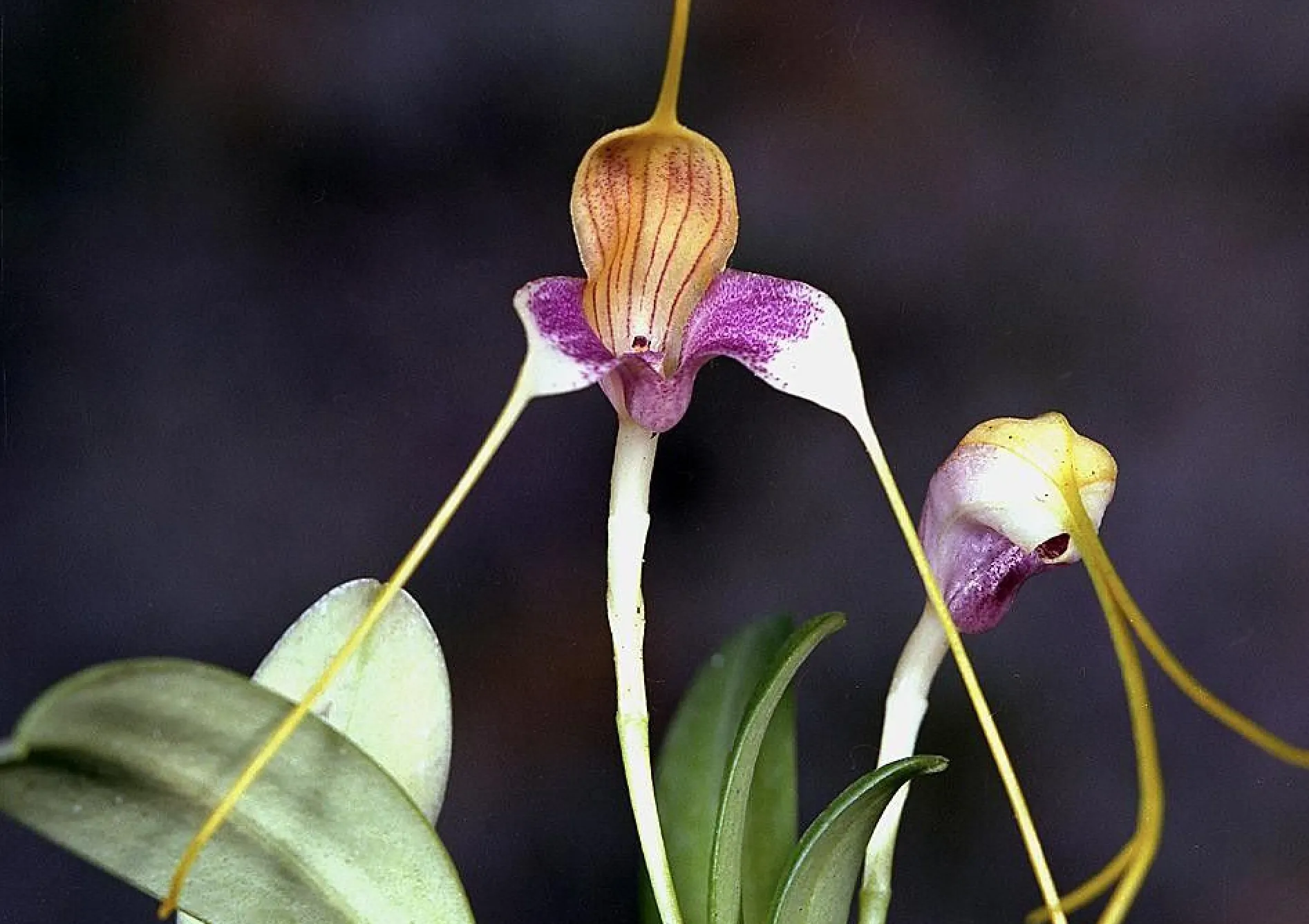 Orchidées Masdevallia : Fleurs exotiques et délicates Orchidées Masdevallia : Fleurs exotiques et délicates