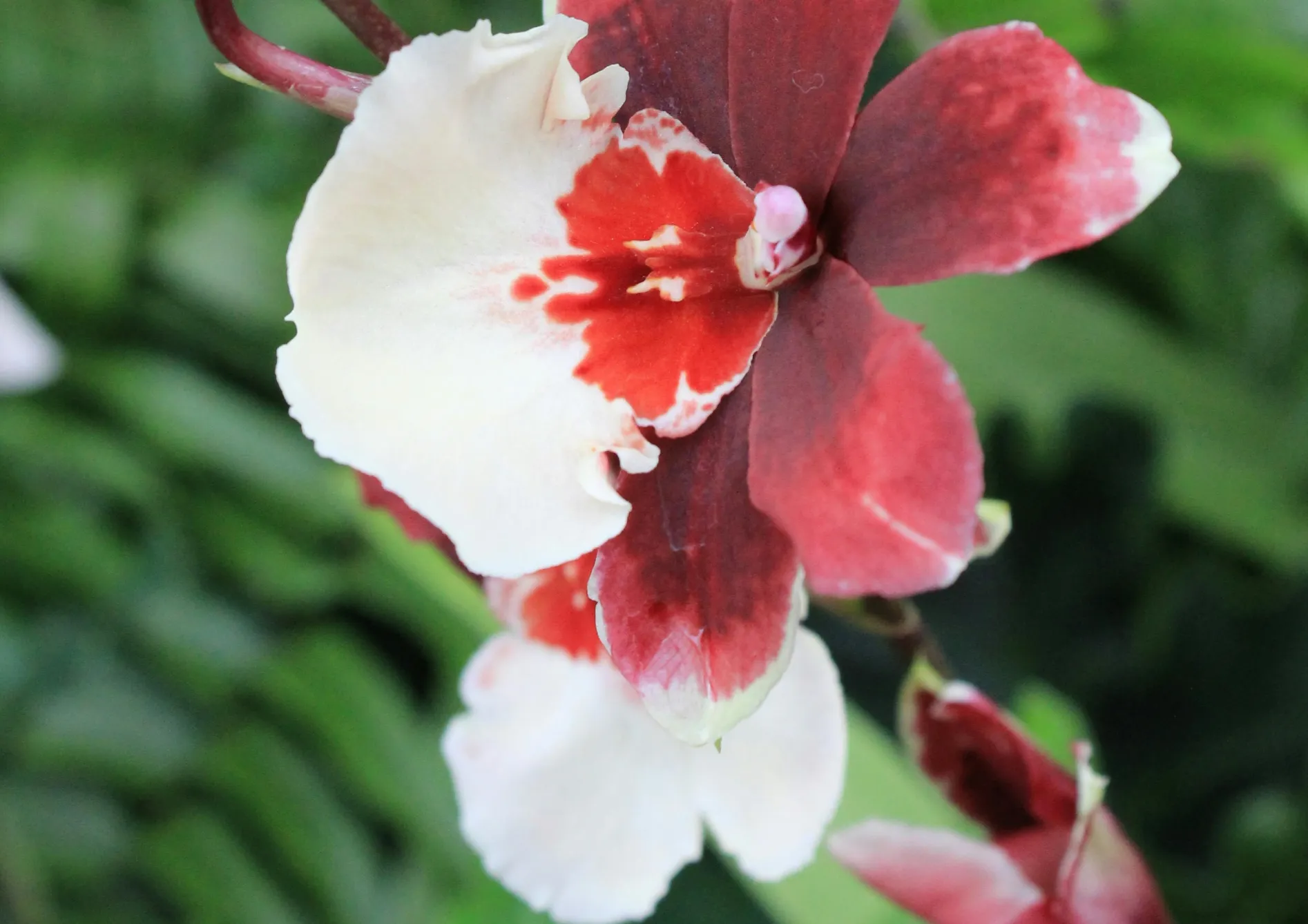 Orchidées Miltoniopsis : Orchidees pensées Orchidées Miltoniopsis : Orchidees pensées