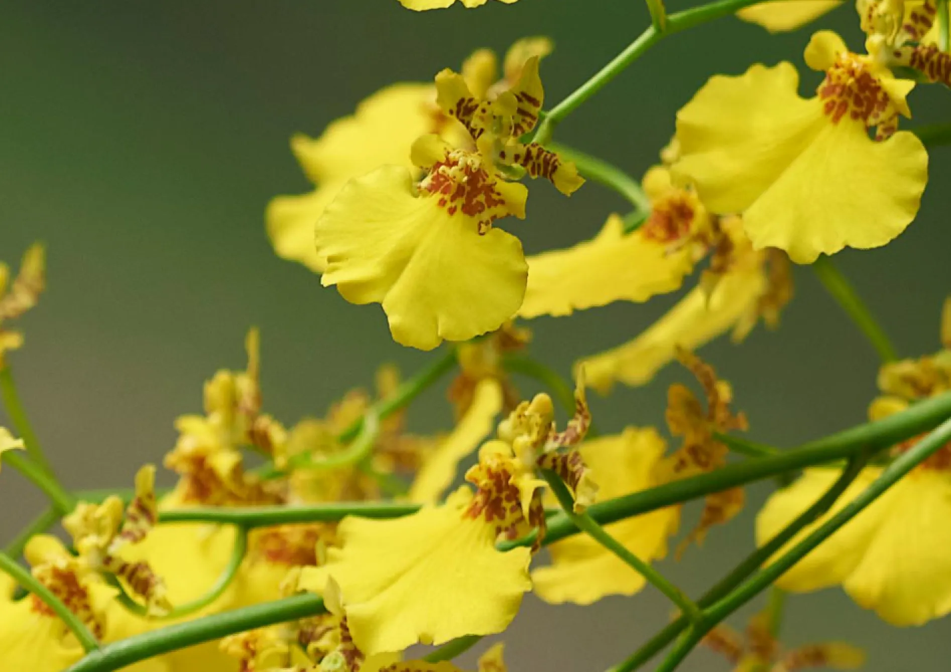 Orchidées Oncidium : Danseuses gracieuses Orchidées Oncidium : Danseuses gracieuses
