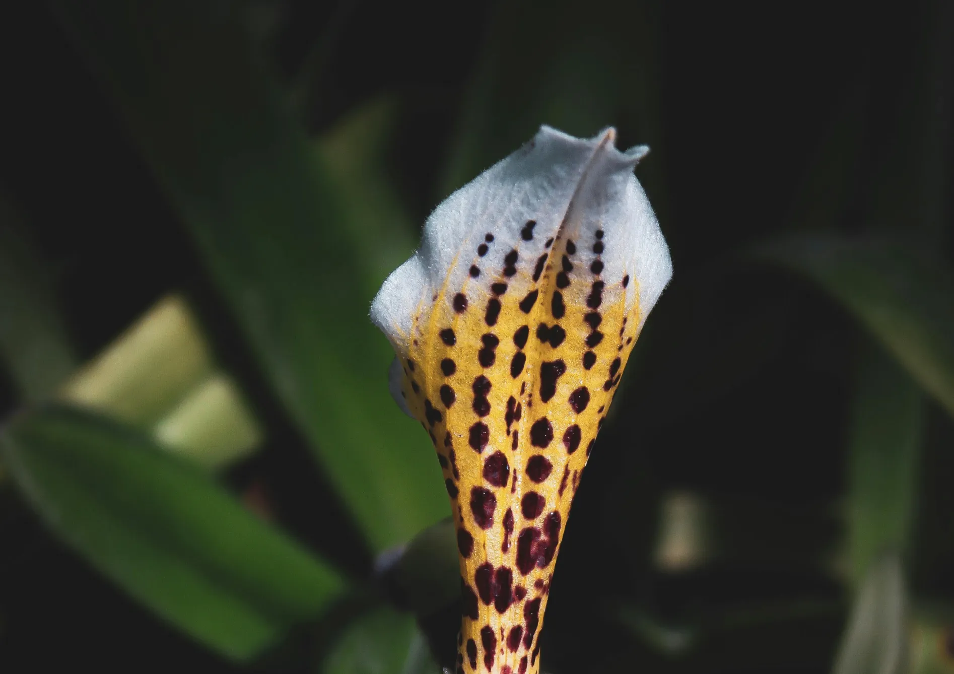 Orchidées Paphiopedilum : Le sabot de Vénus Orchidées Paphiopedilum : Le sabot de Vénus