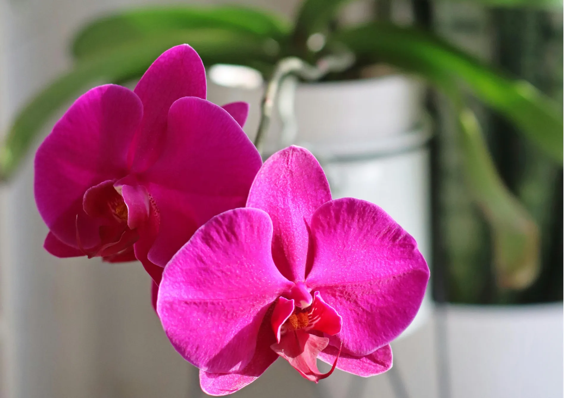 Orchidées Phalaenopsis : L'orchidée papillon Orchidées Phalaenopsis : L’orchidée papillon