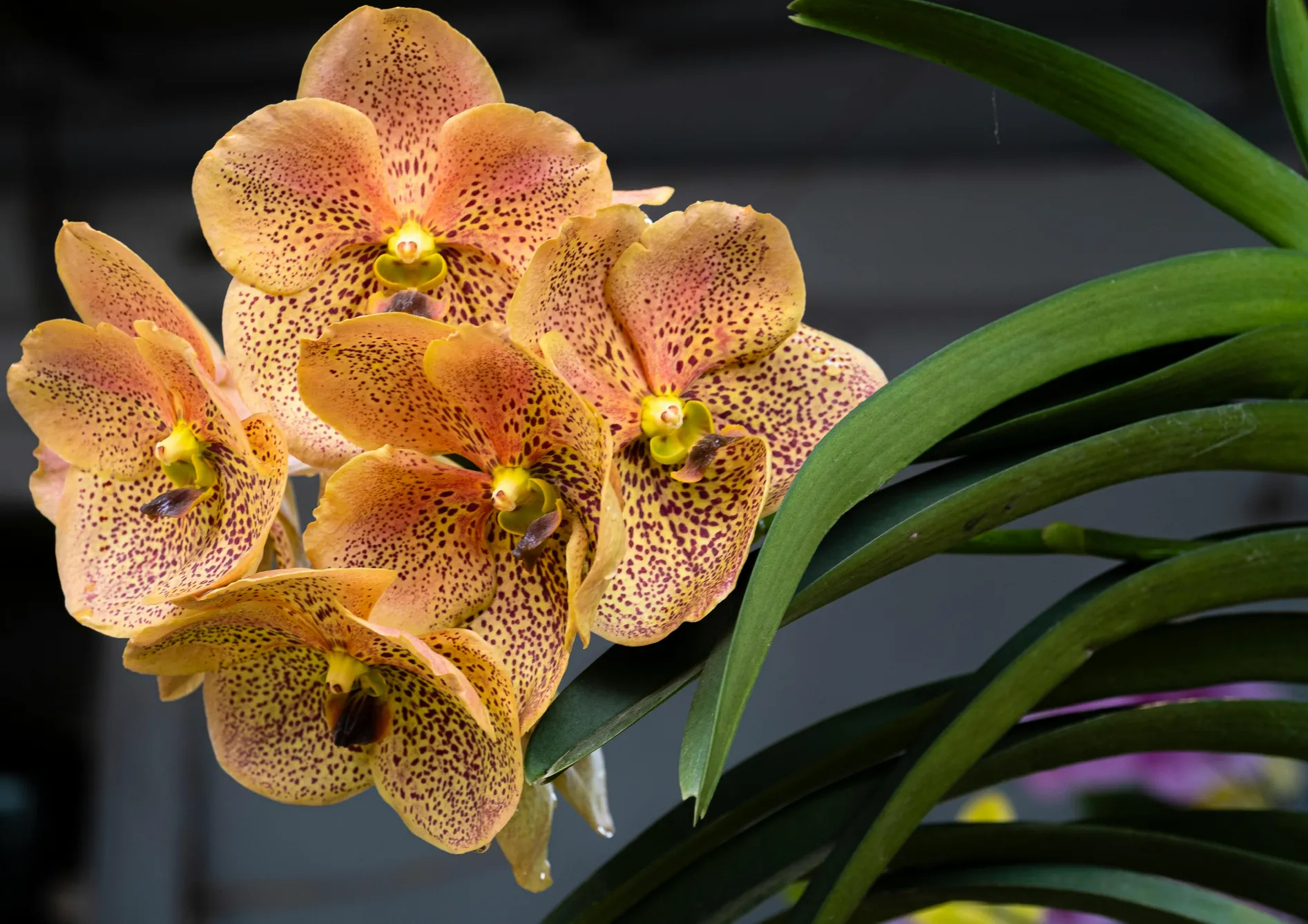 Orchidées Vanda : Couleurs vives et floraison spectaculaire Orchidées Vanda : Couleurs vives et floraison spectaculaire