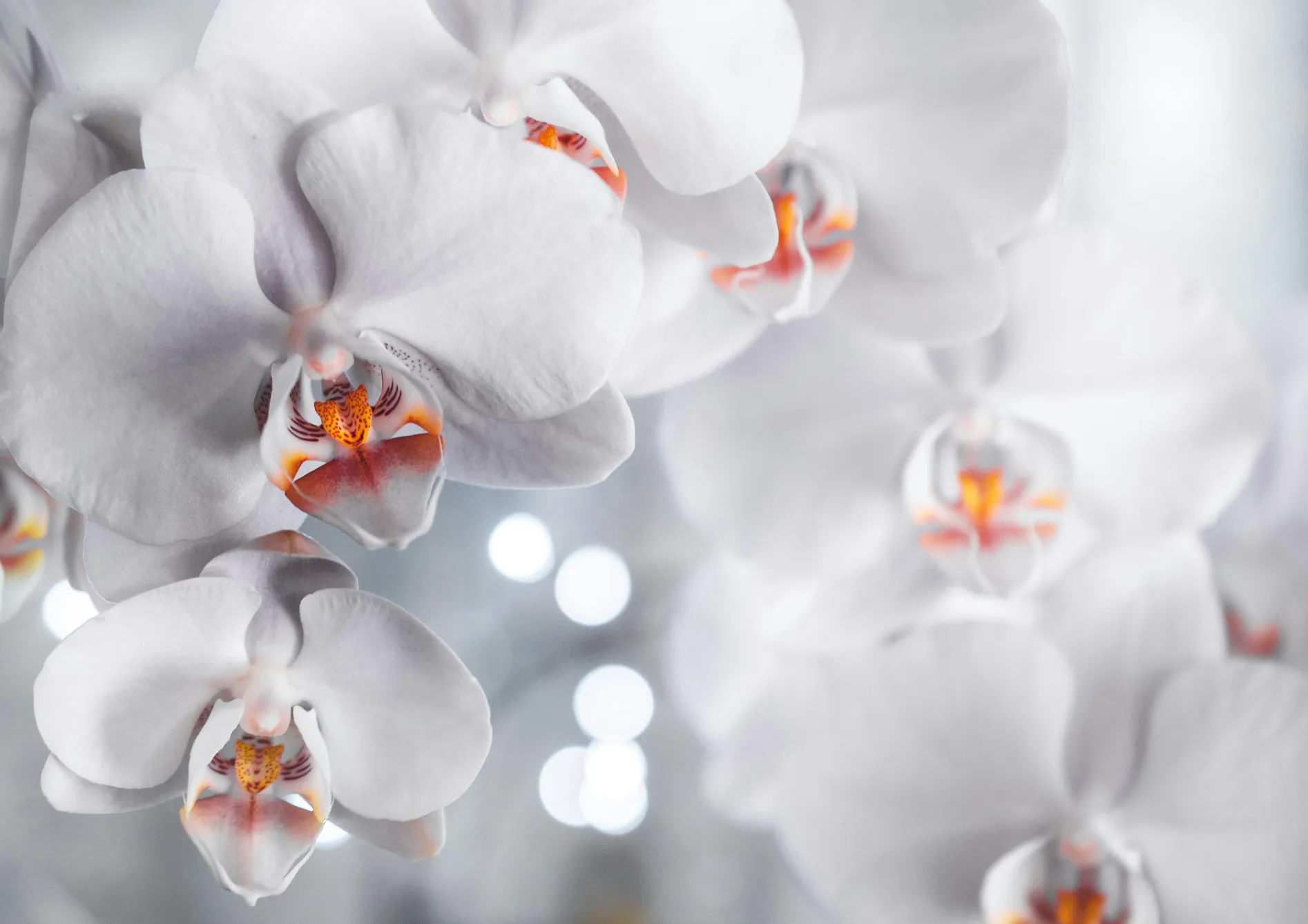 Comprendre les orchidées : Une introduction Comprendre les orchidées : Une introduction