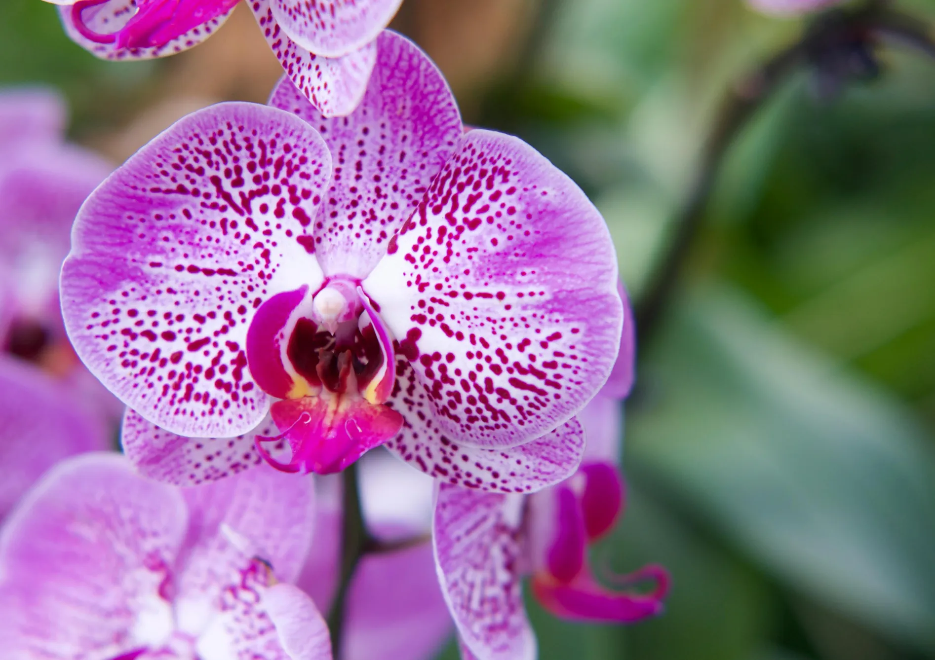 Sélectionner la bonne orchidée pour les débutants Sélectionner la bonne orchidée pour les débutants