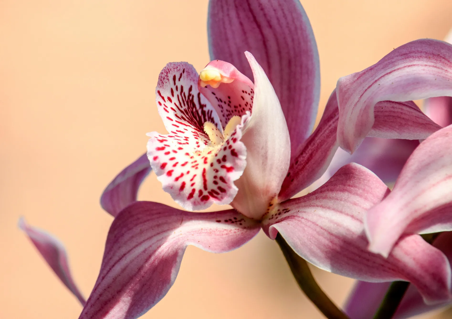 Préparer l'environnement idéal pour vos orchidées Préparer l’environnement idéal pour vos orchidées