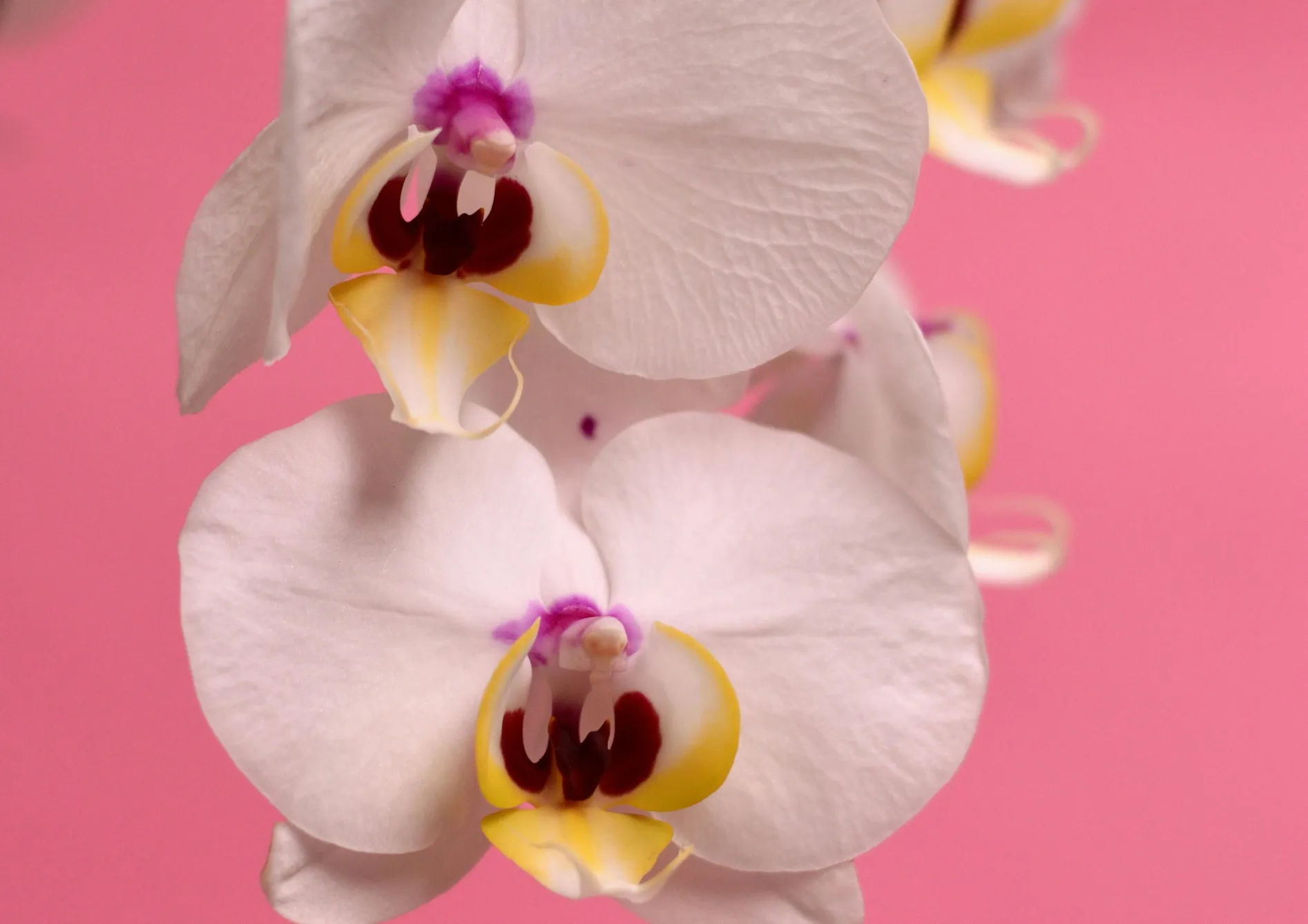 Choisir le bon substrat et le pot Choisir le bon substrat et le pot