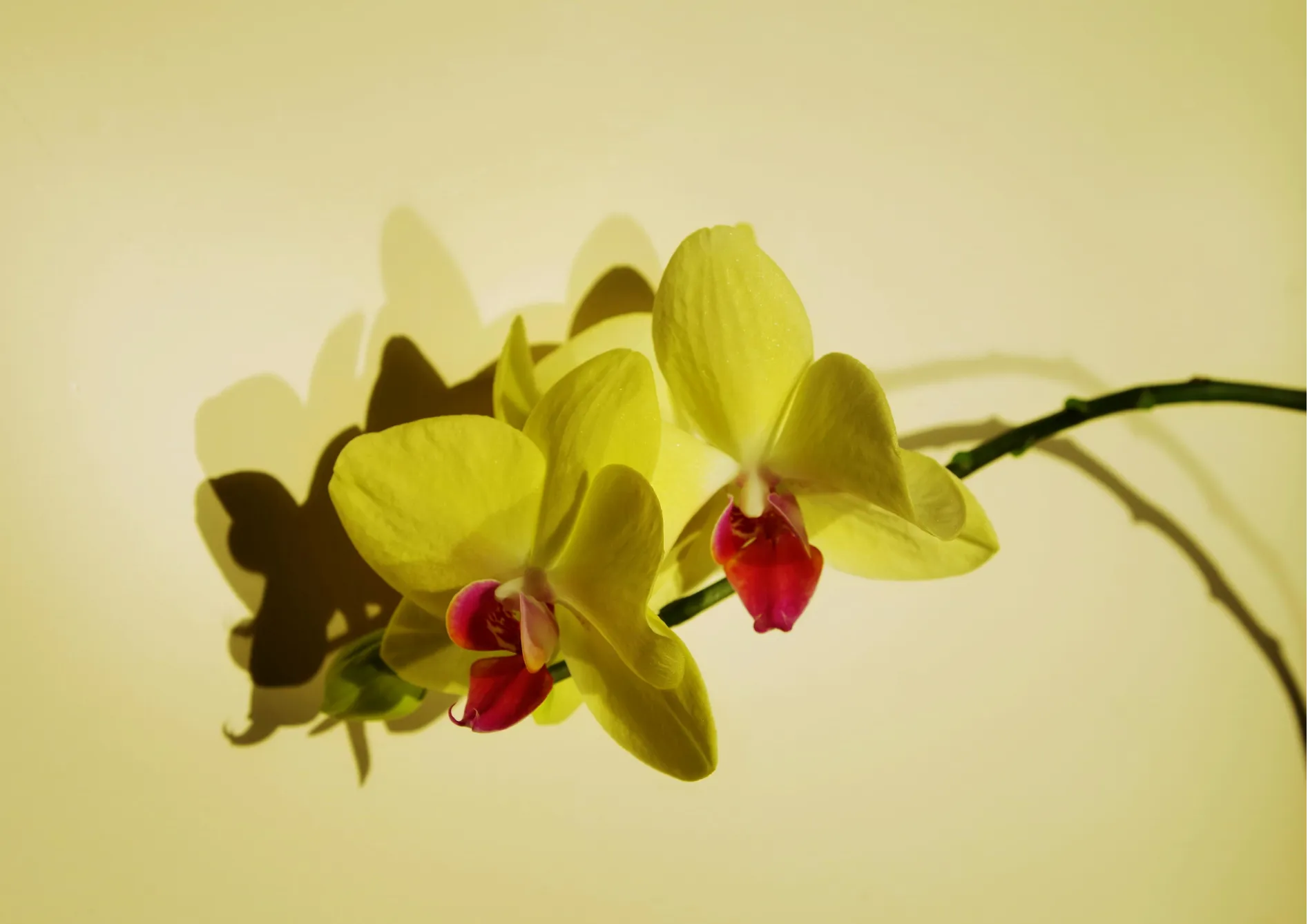 Arroser correctement vos orchidées Arroser correctement vos orchidées