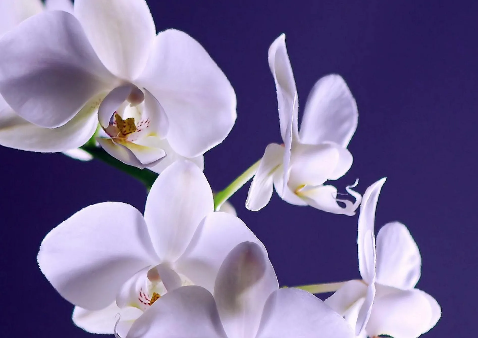 Fertiliser vos orchidées Fertiliser vos orchidées