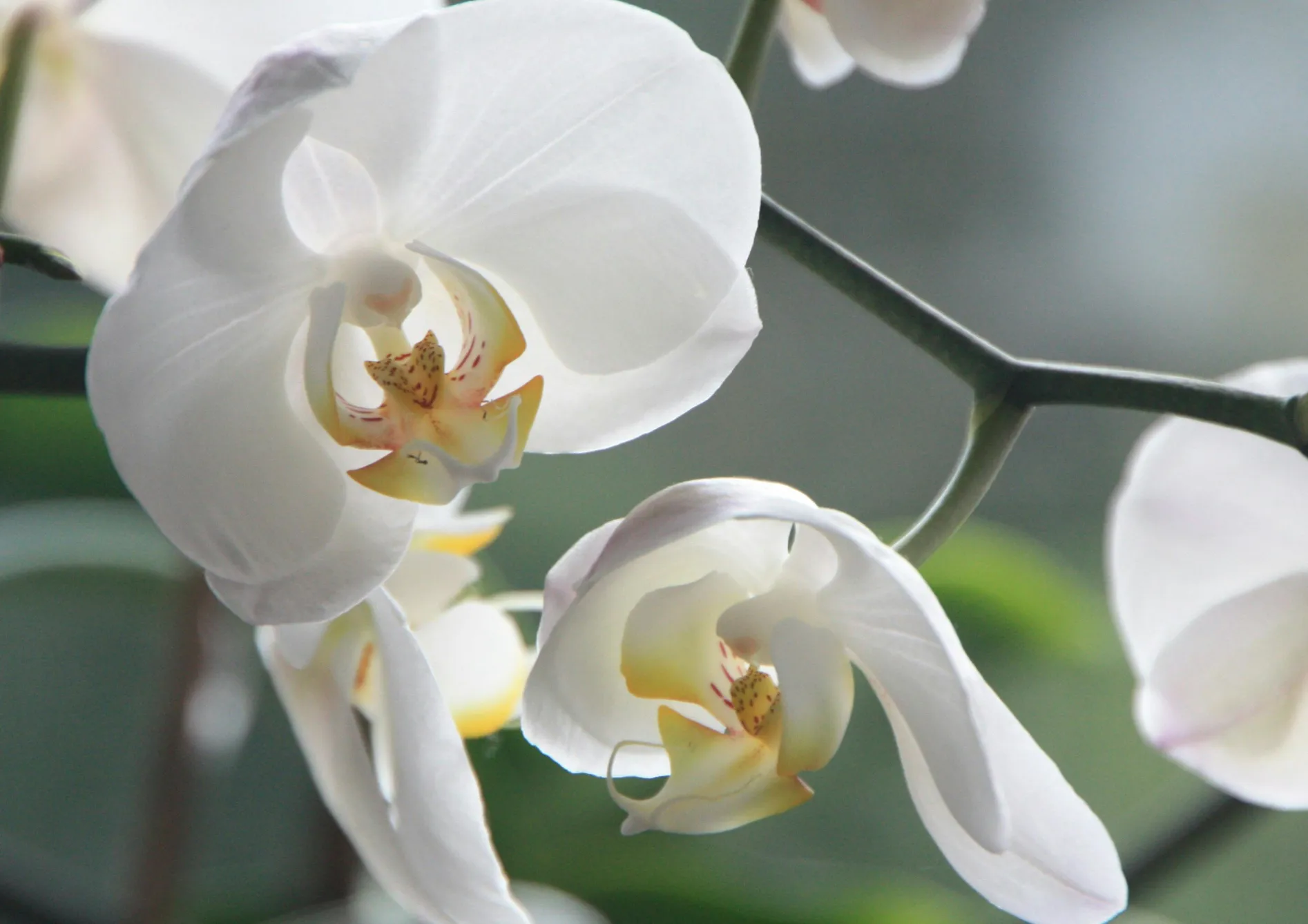 Encourager la floraison des orchidées Encourager la floraison des orchidées