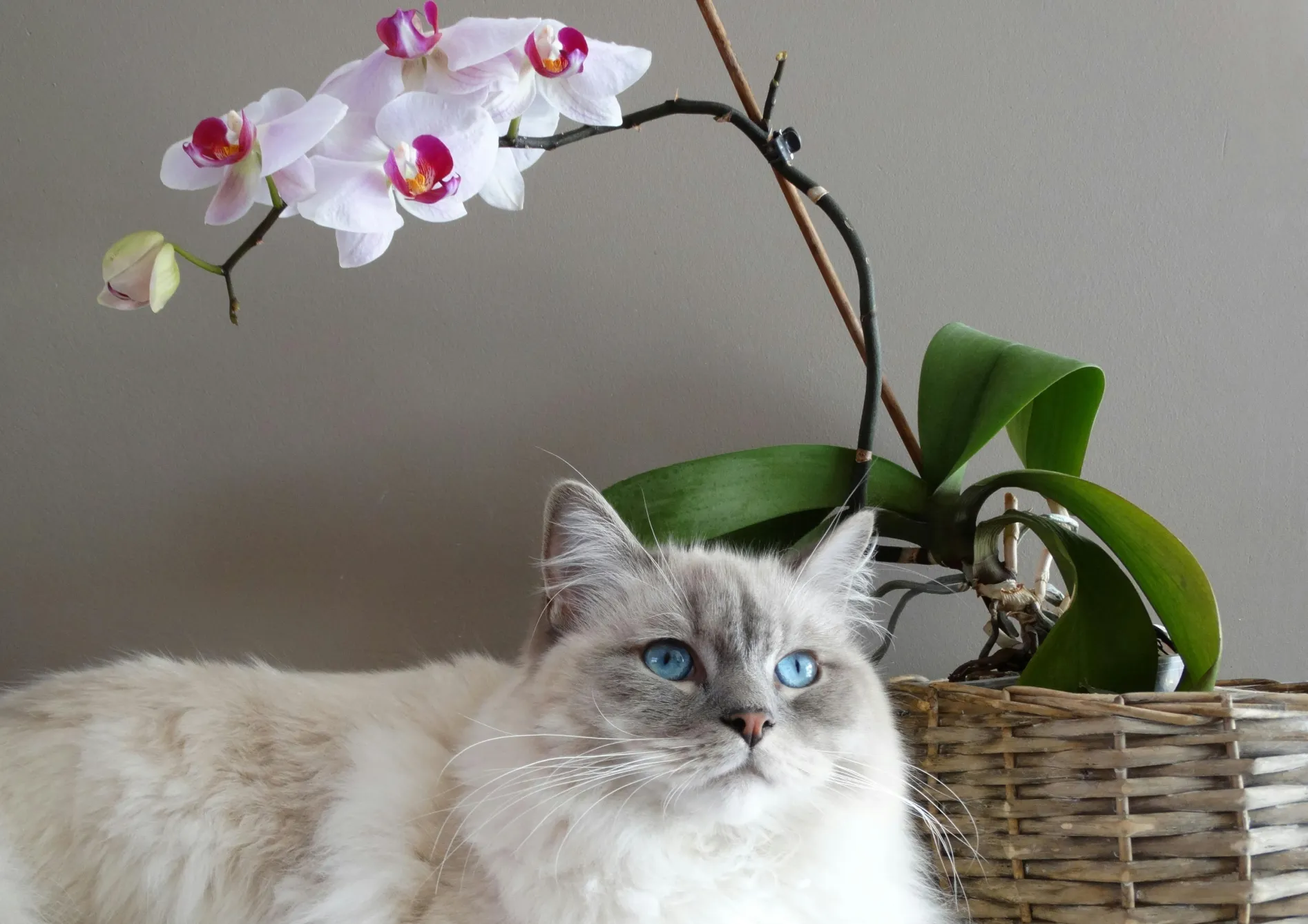 Rempoter vos orchidées Rempoter vos orchidées