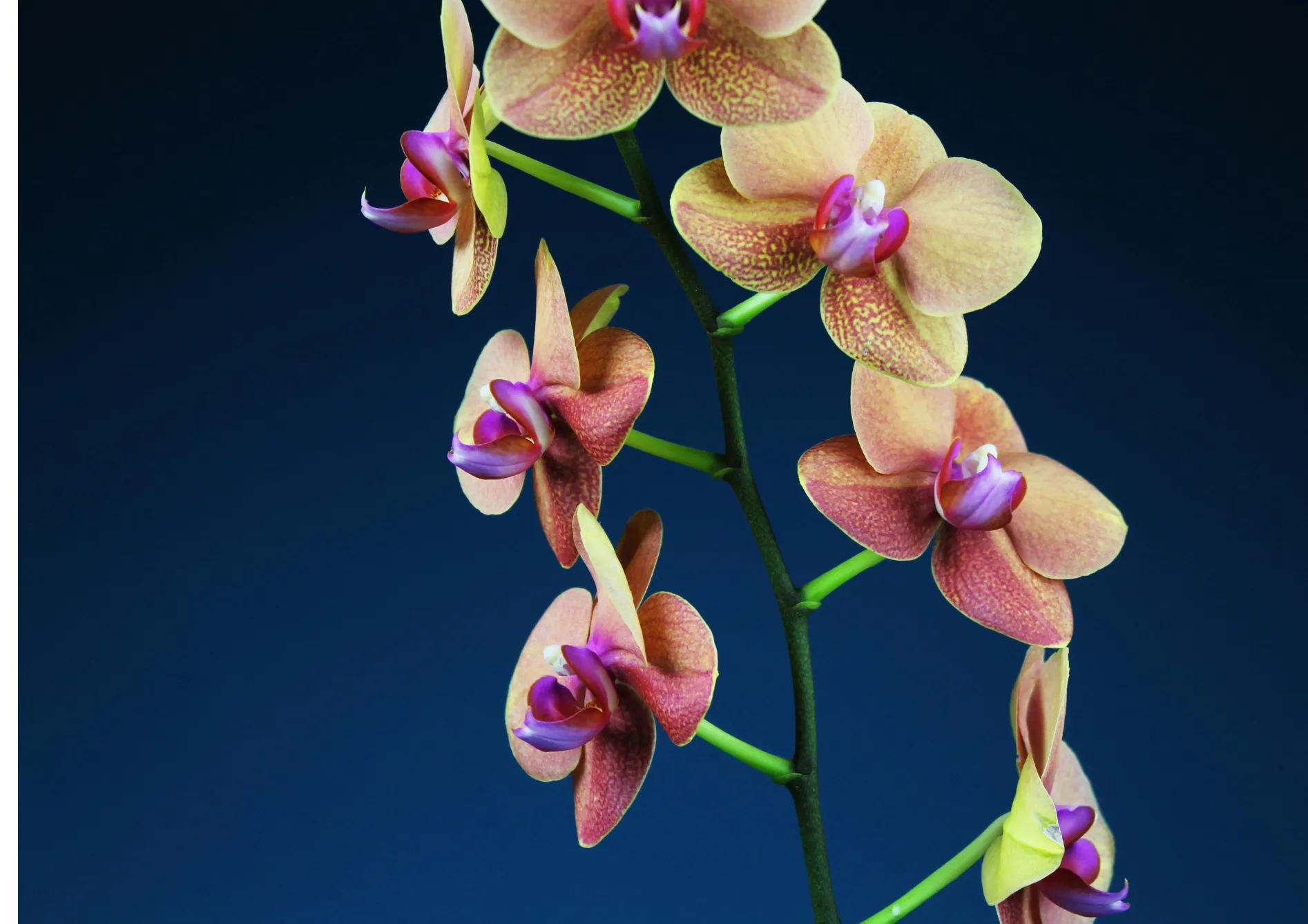 Surveiller et prévenir les maladies et les parasites Surveiller et prévenir les maladies et les parasites