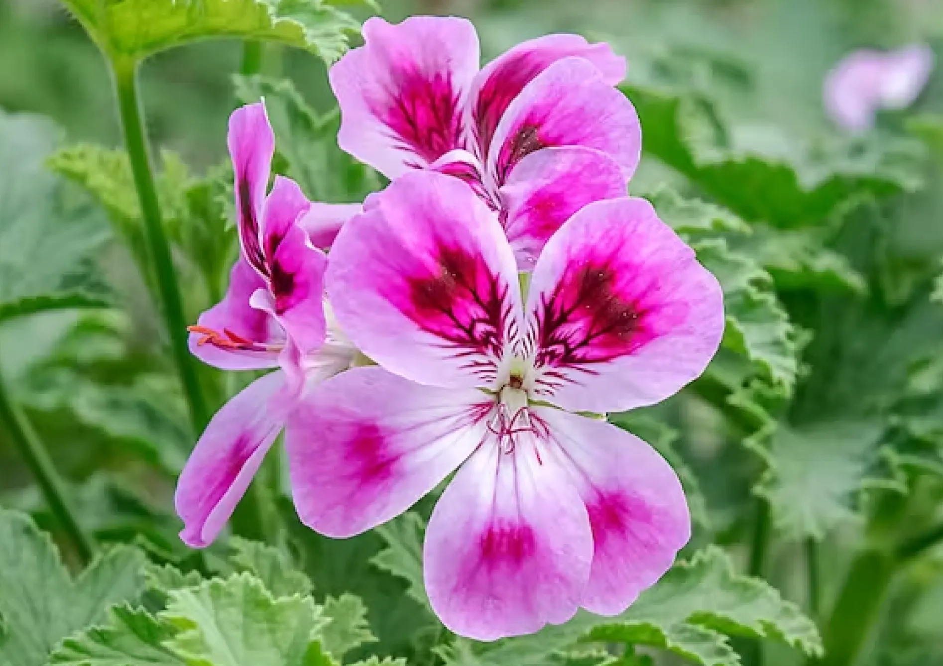 Plante Pelargonium Plante Pelargonium