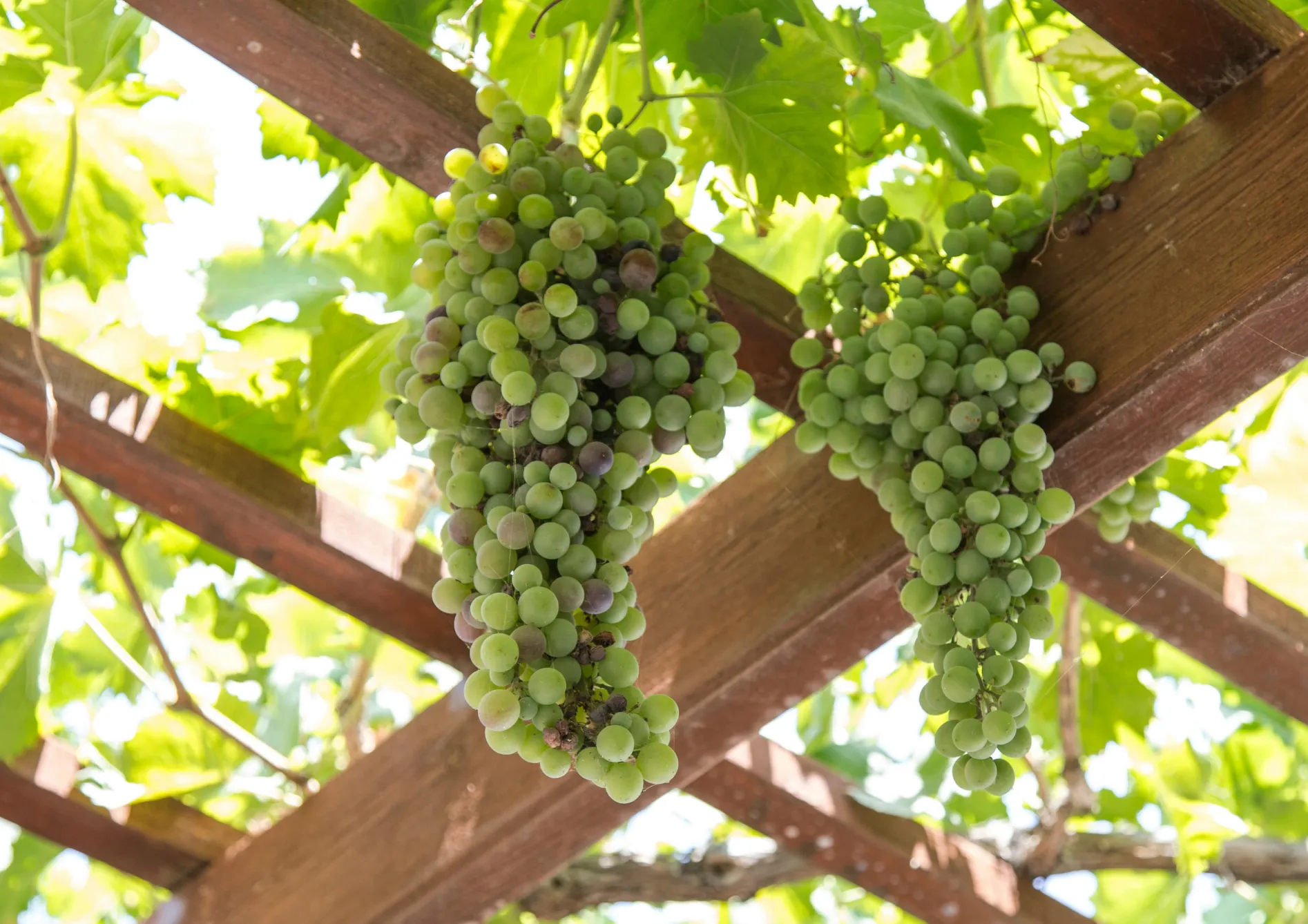 Entretenir une pergola fruitière Entretenir une pergola fruitière