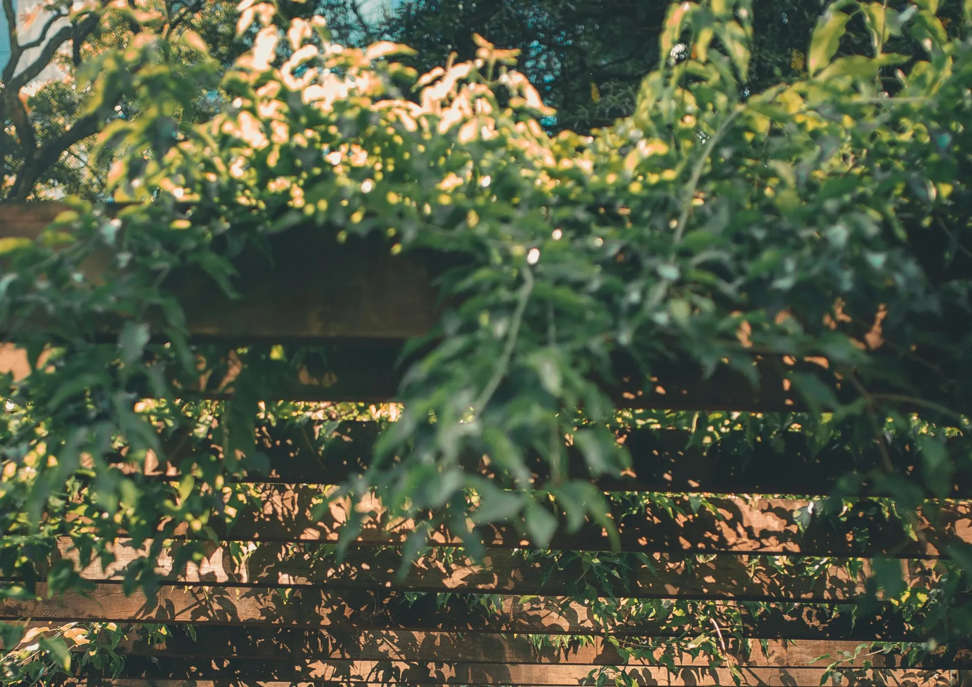 Étapes pour aménager une pergola fruitière Étapes pour aménager une pergola fruitière