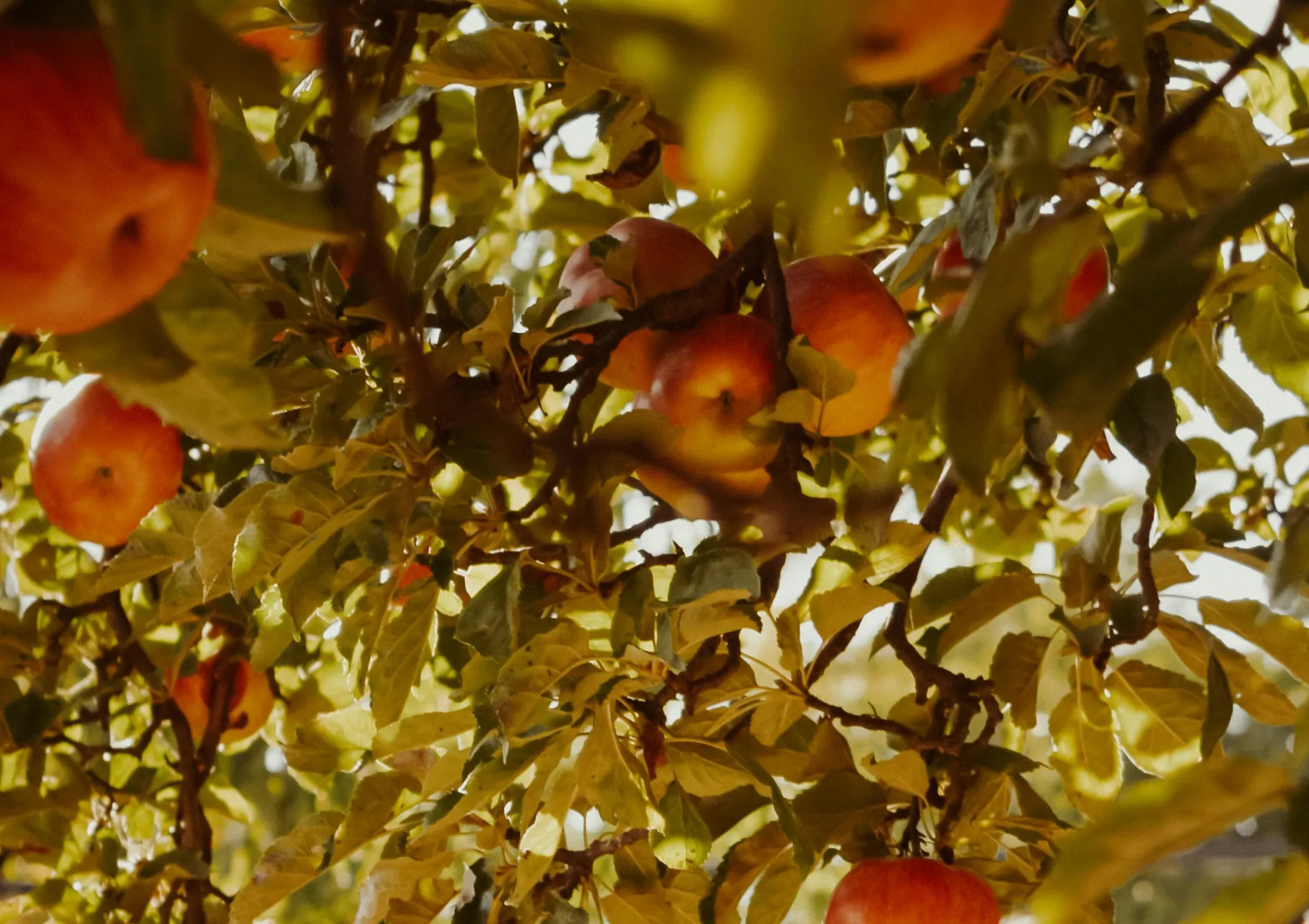Les meilleurs petits fruitiers à cultiver en pot Les meilleurs petits fruitiers à cultiver en pot