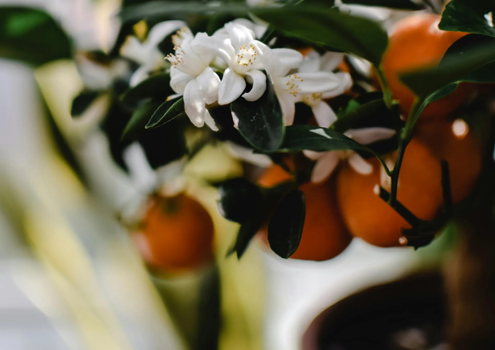 Pourquoi cultiver des petits fruitiers en pot ? Pourquoi cultiver des petits fruitiers en pot ?