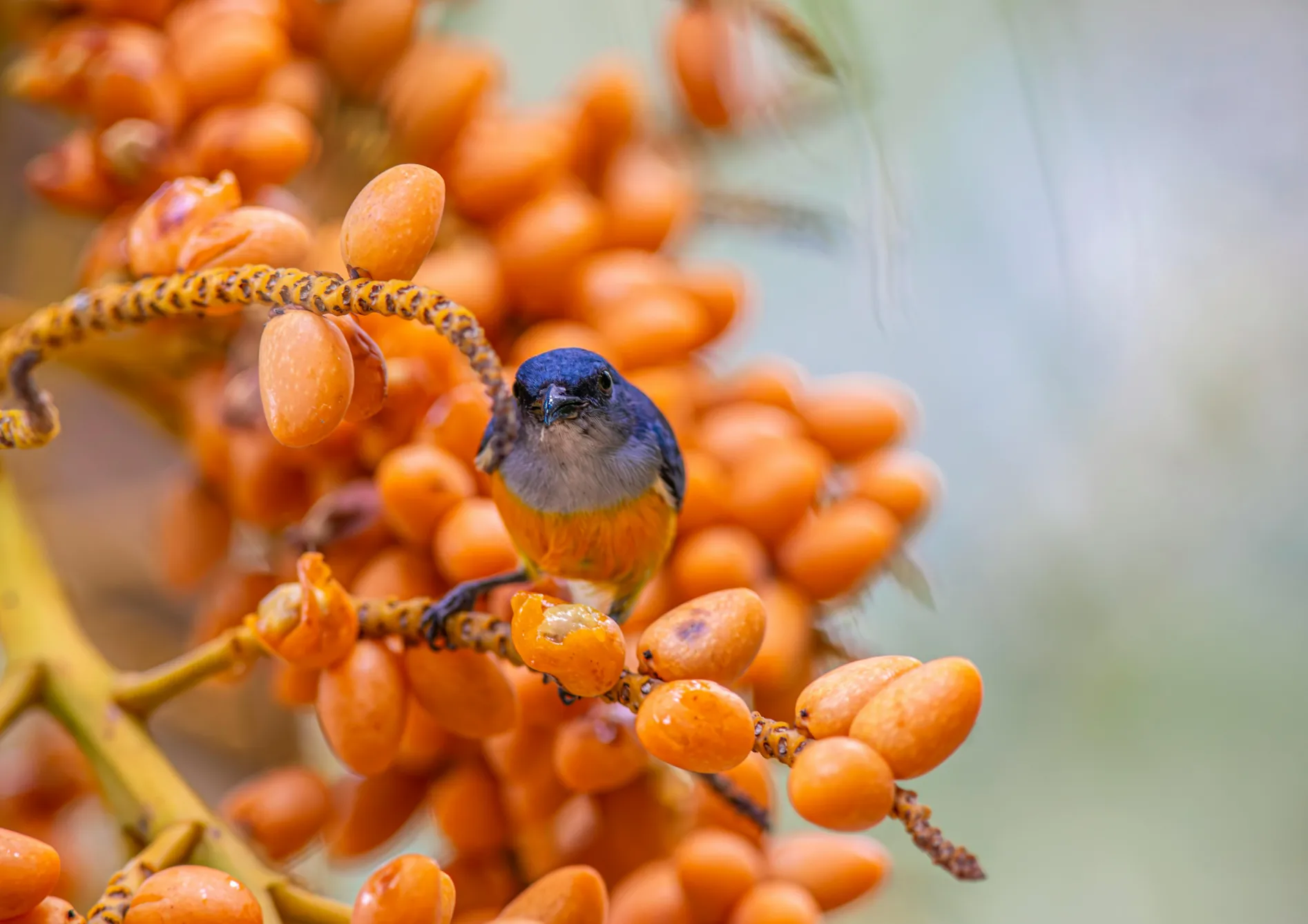 Pourquoi choisir des plantes grimpantes fruitières pour les petits espaces ? Pourquoi choisir des plantes grimpantes fruitières pour les petits espaces ?